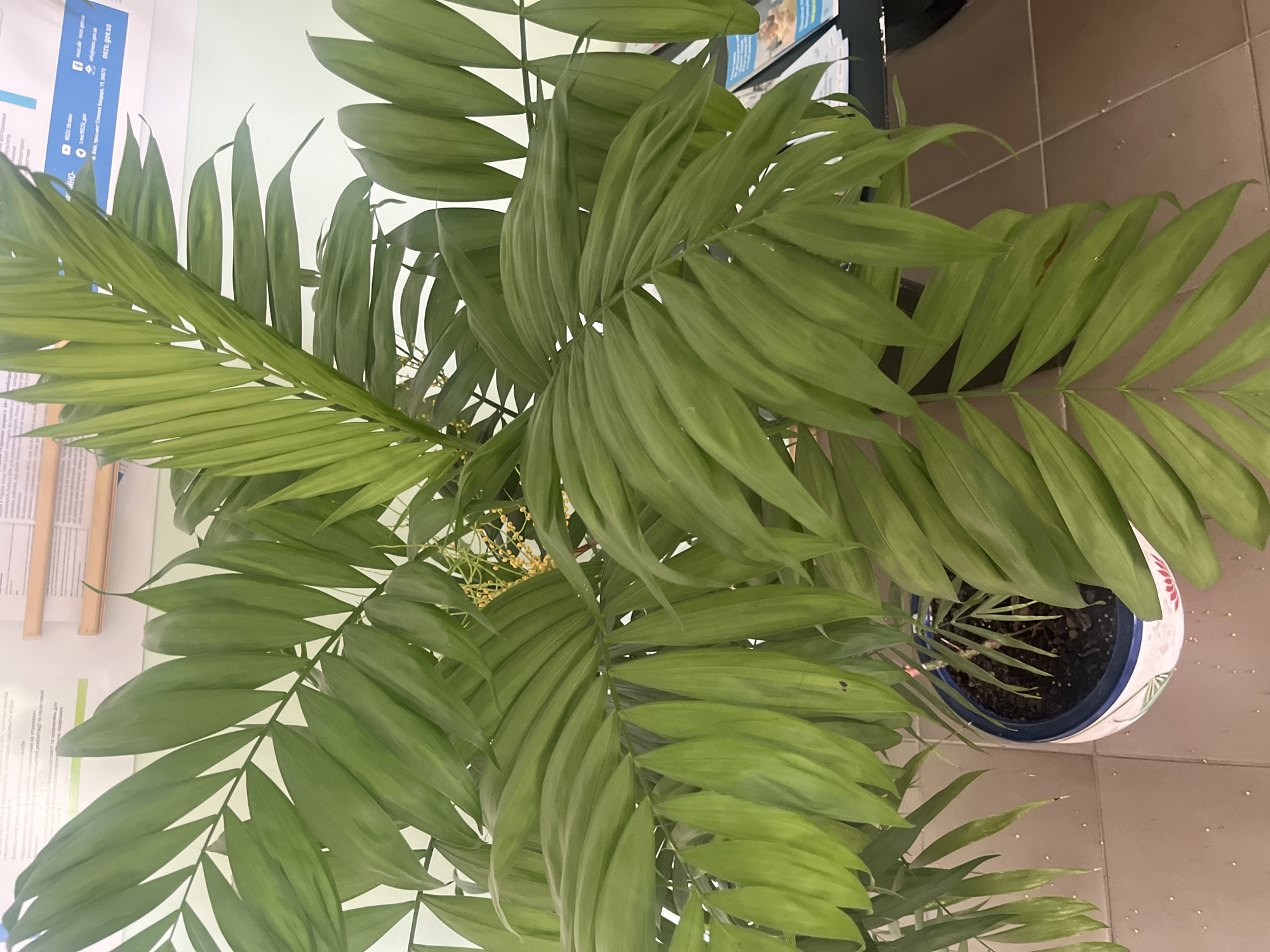 The image shows a close-up view of a potted Areca palm plant. The plant has lush green fronds, with some smaller yellow flowers visible amongst the leaves. The pot is white with blue and pink floral accents. The plant is situated indoors, with a tiled floor visible in the foreground and posters on a wall in the background. The posters appear to be in Ukrainian and contain text and logos, suggesting an institutional or public setting. There are no people visible in the image. The scene does not provide any specific information to indicate a location in Botfalva, Ukraine.