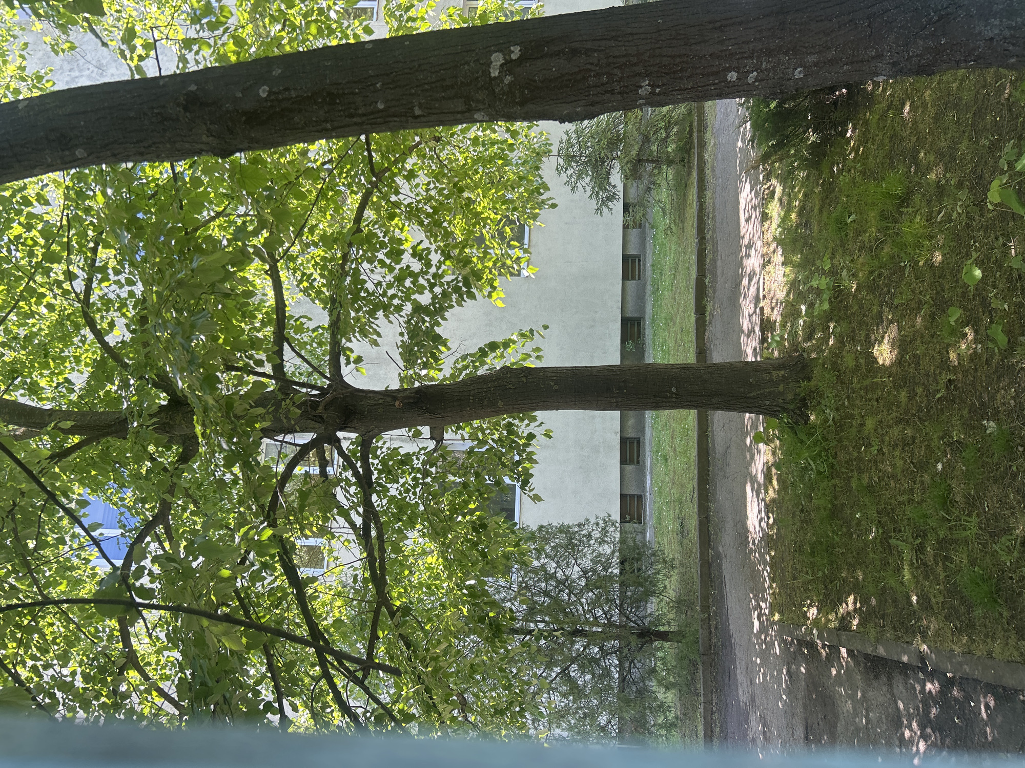 The image shows a view through two tree trunks framing a green space and a building. The left tree obscures the view with green leaves. The right tree is a bare trunk. In the distance is a beige building with windows. A grassy area and a paved path are visible between the building and the trees. The location is in an unknown city.