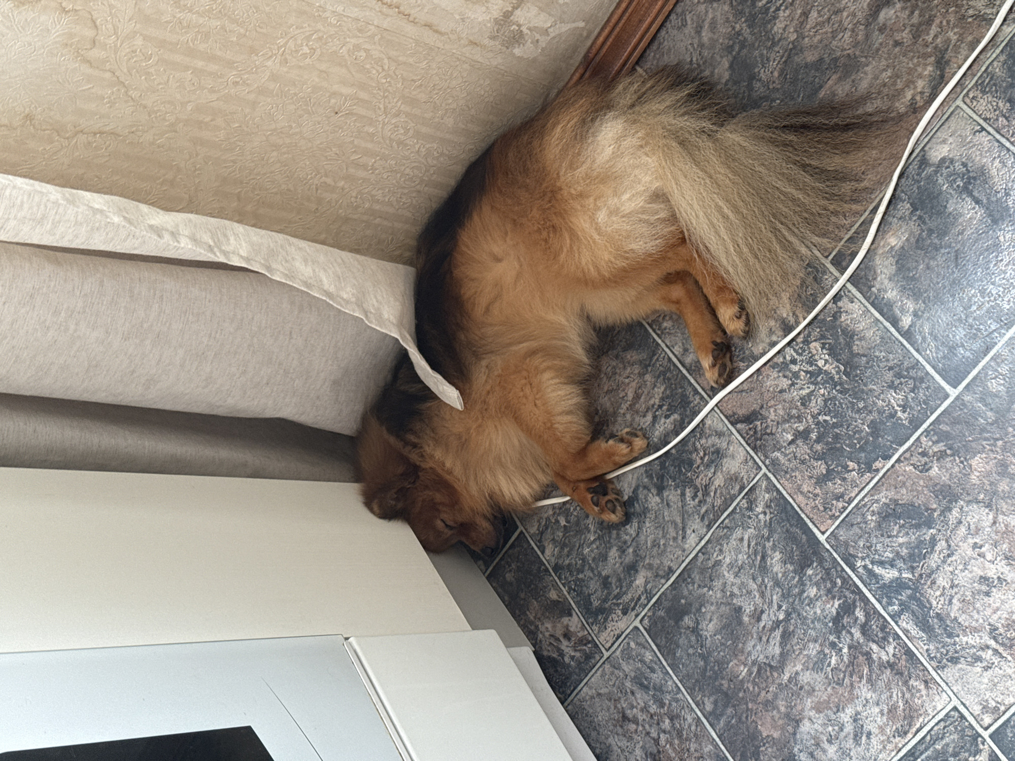 The image shows a medium-sized dog with golden-brown fur sleeping on a tiled floor, nestled in a corner between a white cabinet and a draped curtain. The dog is lying on its side with its head tucked against the cabinet. A white electrical cord runs across the floor near the dog. The background consists of a textured wallpaper and a wooden baseboard. The scene appears to be indoors, possibly in a kitchen or hallway, in a residential setting. The specific location in Khimki, Russia, cannot be determined from the visual information provided.