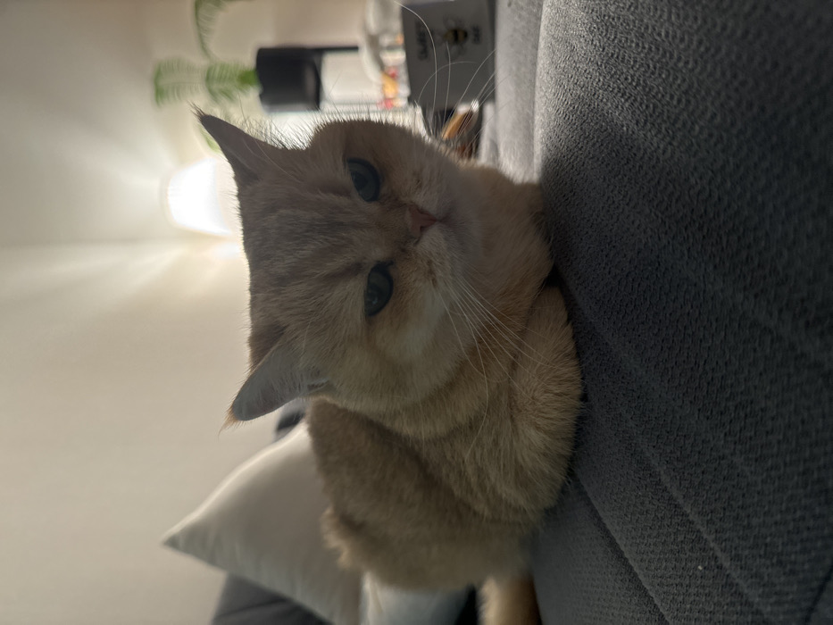 A short-haired ginger cat with green-yellow eyes is depicted resting in a "loaf" position on a dark gray, textured fabric sofa in the city of Molodi, Russia. Its front paws are tucked underneath its body, and its expression is characterized by slightly narrowed eyes. To the upper left, a light-colored pillow is partially visible on the sofa. The background, largely out of focus, reveals artificial light emanating from a lamp with a white shade positioned to the right. Behind the lamp, a dark potted plant is visible. Further to the right, a white mug with a bee graphic and text (partially reading "SWEET BEE") is discernible on a surface. The environment is an indoor setting with artificial illumination.