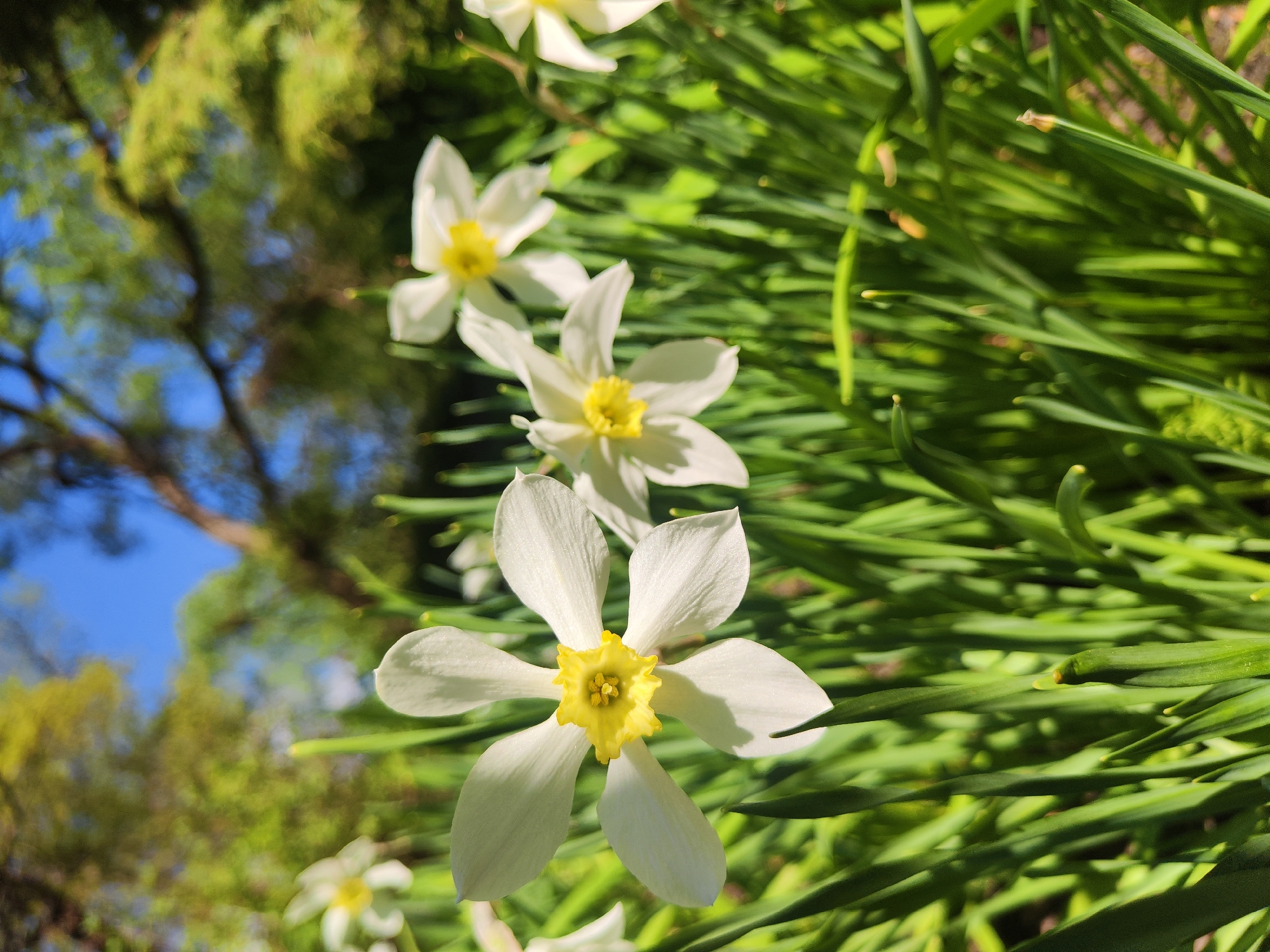 The image shows a close-up of three white daffodils with yellow centers, surrounded by green foliage. The flowers are in focus, while the background is slightly blurred. The background includes green grass-like leaves and a glimpse of a blue sky and some green trees. The location is not discernible from the image, but it is stated that it is in Saint Petersburg, Russia. There are no people visible in the image.