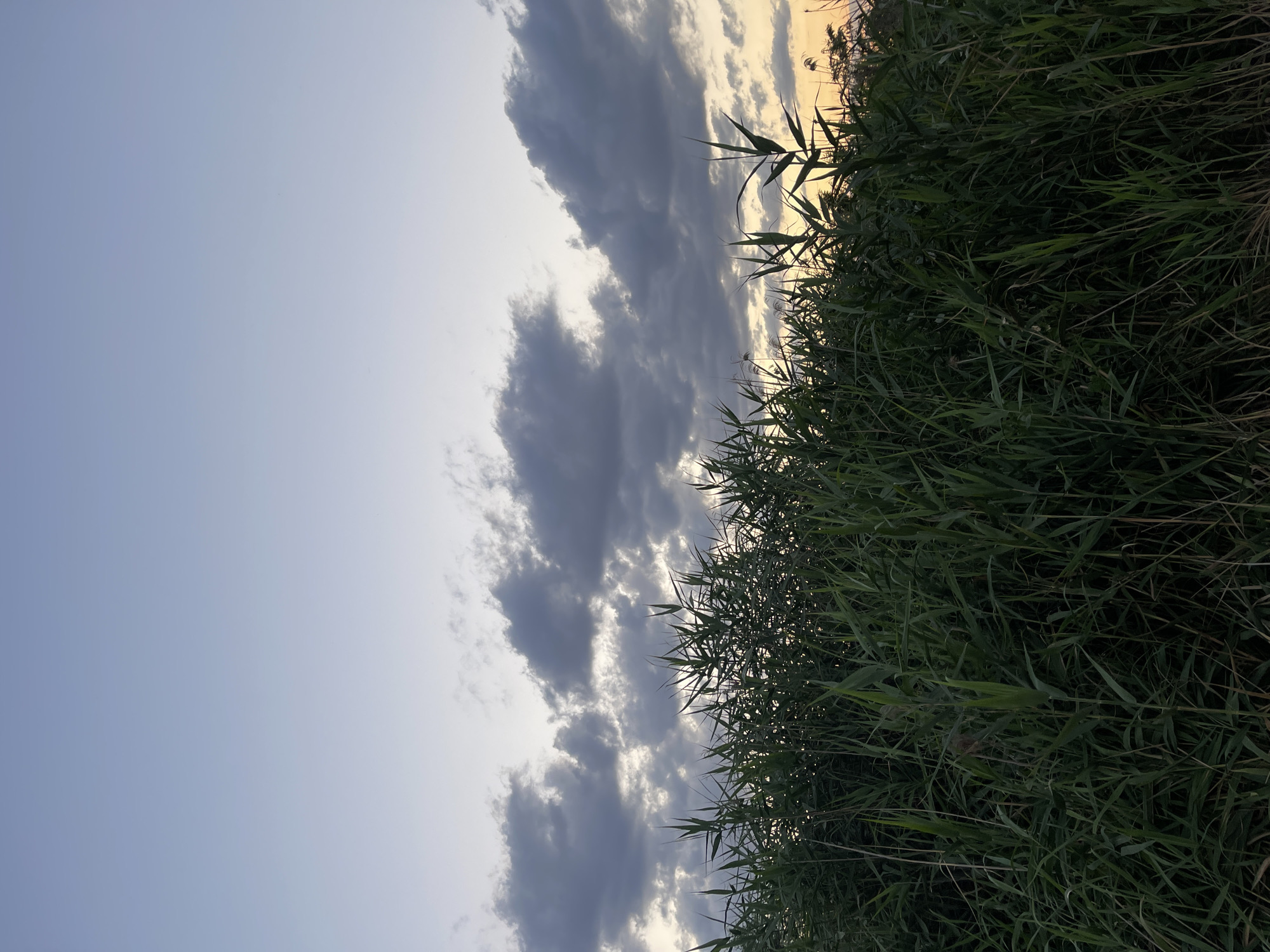This is a vertical, eye-level outdoor shot of tall green reeds against a dusky sky. The sky is a pale blue transitioning to a light orange near the horizon, with scattered dark gray clouds. The reeds fill the bottom half of the frame and extend upwards, obscuring the lower portion of the sky. The lighting suggests it is either early morning or late evening. The location is the city of Donskoye, Russia. There are no people or animals visible in the frame.