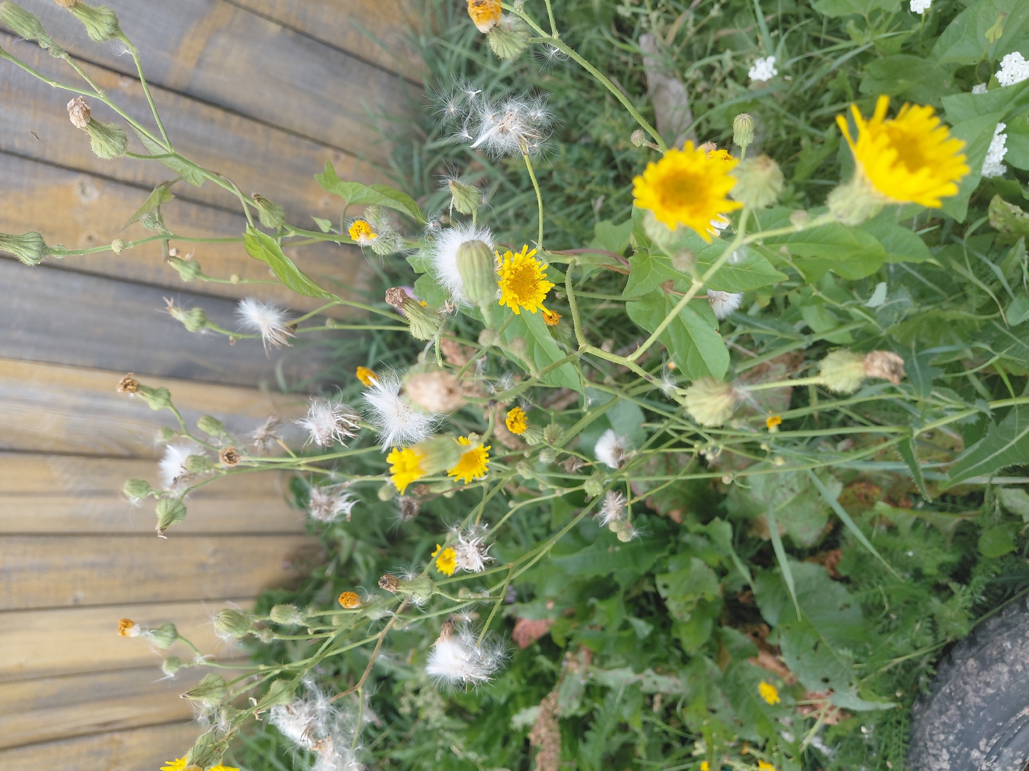 This image depicts a patch of wildflowers with yellow blossoms and fluffy seed heads, likely taken in Malinovka, Russia. The plants are growing in a dense patch of green grass and foliage, with a weathered wooden fence serving as the backdrop. Several plants are in various stages of development, with some displaying vibrant yellow flowers and others having gone to seed, their delicate white filaments drifting in the air. The overall scene suggests a natural, uncultivated outdoor setting.