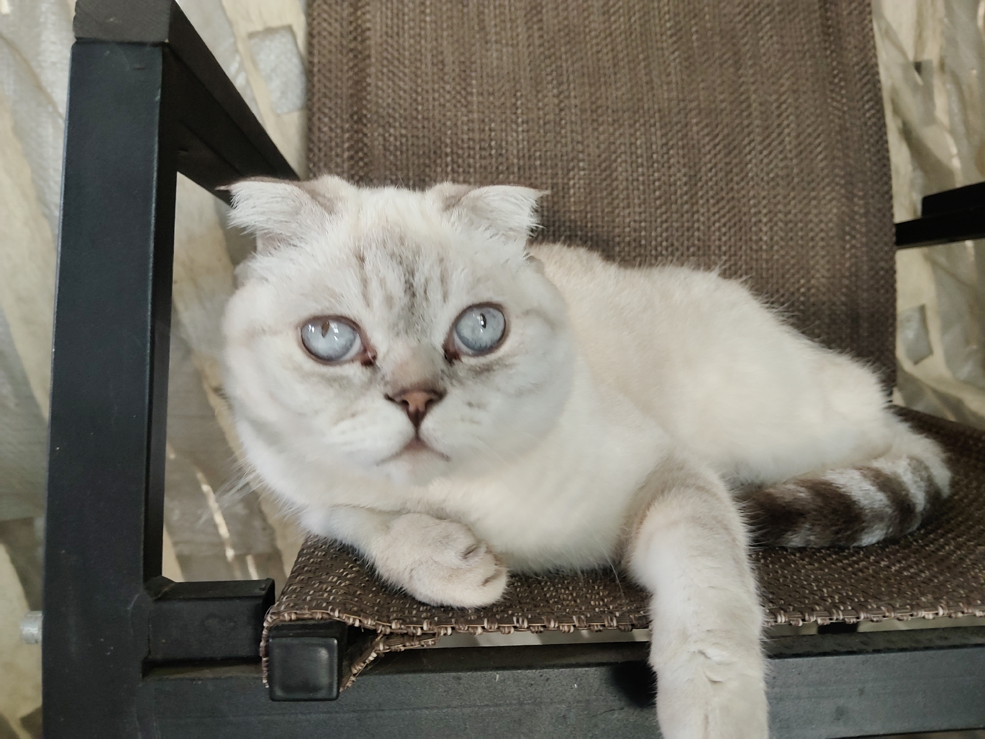 A light-colored cat with large blue eyes and folded ears lies on a chair. The cat is primarily white with subtle gray tabby markings on its face and tail. It is resting on a textured brown seat with a dark metal frame visible on the left side of the image. The background consists of a textured beige material and what appears to be a plastic sheet. There is no information available to determine the location within the city of Kharkiv, Ukraine.