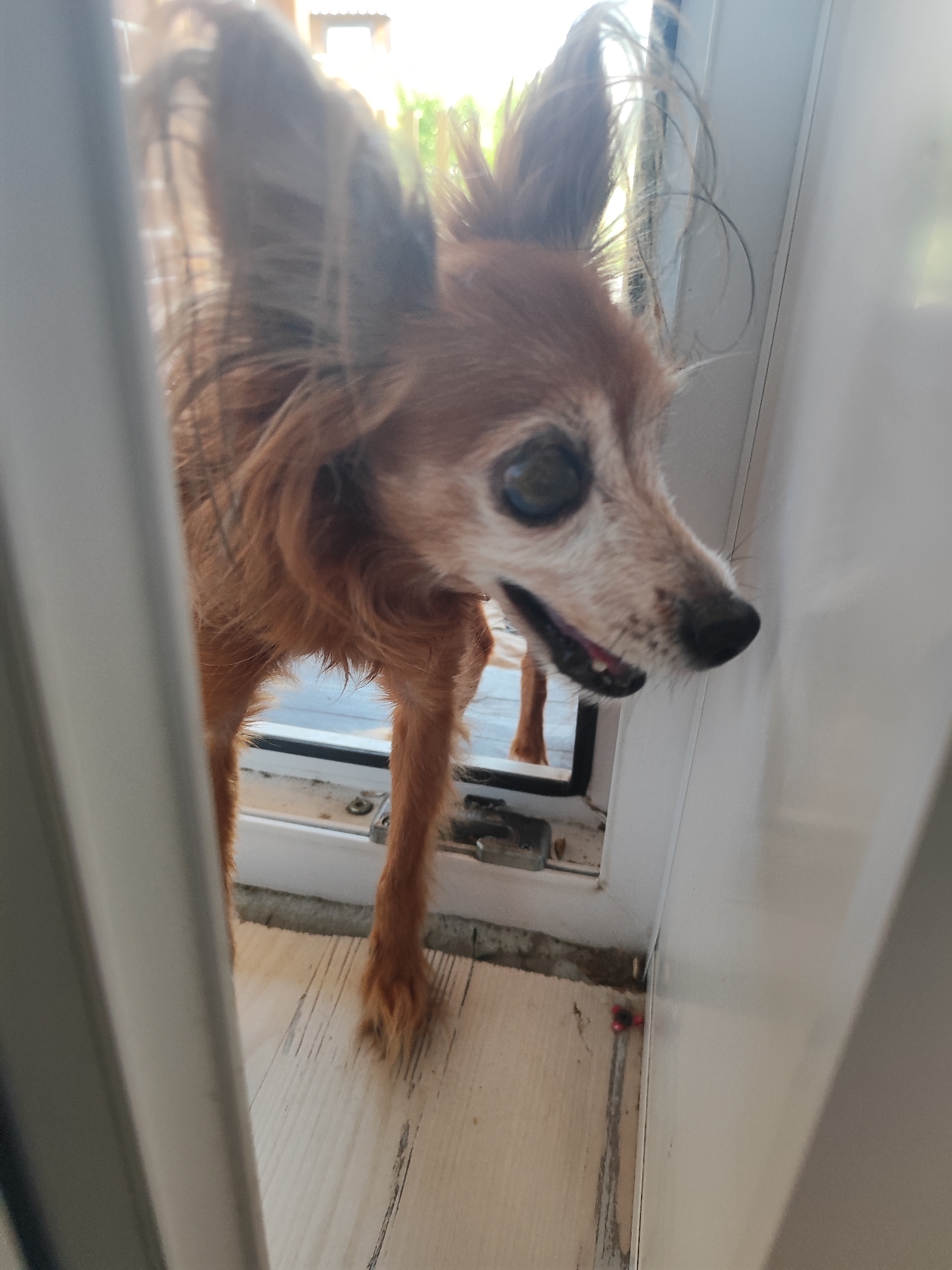 A long-haired, reddish-brown dog, exhibiting features consistent with an advanced age such as prominent cloudy eyes and some scraggly fur, is depicted mid-action, seemingly stepping from an exterior area through a white doorway or window frame into an interior space. Its ears are erect, and its mouth is slightly open. The interior features a light wooden plank floor showing signs of wear, with a small red object visible near the frame. The background, visible through the opening, is brightly illuminated by natural light, indicating an outdoor environment with indistinct greenery and a distant building structure. This scene is located in Marusino, Russia.