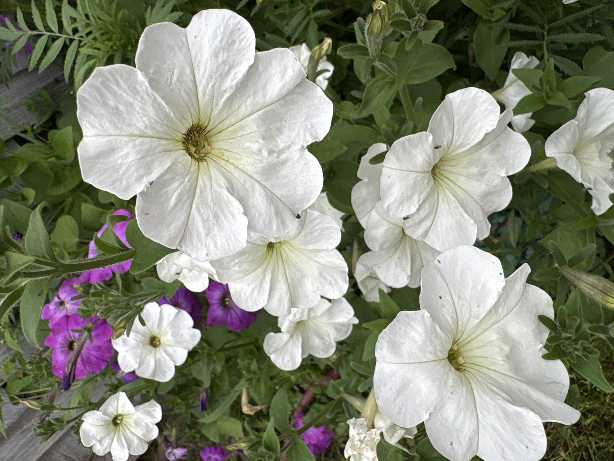 This image showcases a close-up view of several blooming petunias in the city of Vetluzhsky, Russia. The foreground is dominated by large, white petunias with delicate, ruffled petals. Their centers are a pale green, and some show subtle veins extending outward. In the background, clusters of vibrant purple petunias add a contrasting splash of color. The surrounding foliage is a lush green, indicating a garden or outdoor planting. The lighting suggests it is daytime, with natural light illuminating the flowers. The overall impression is one of a well-maintained garden.