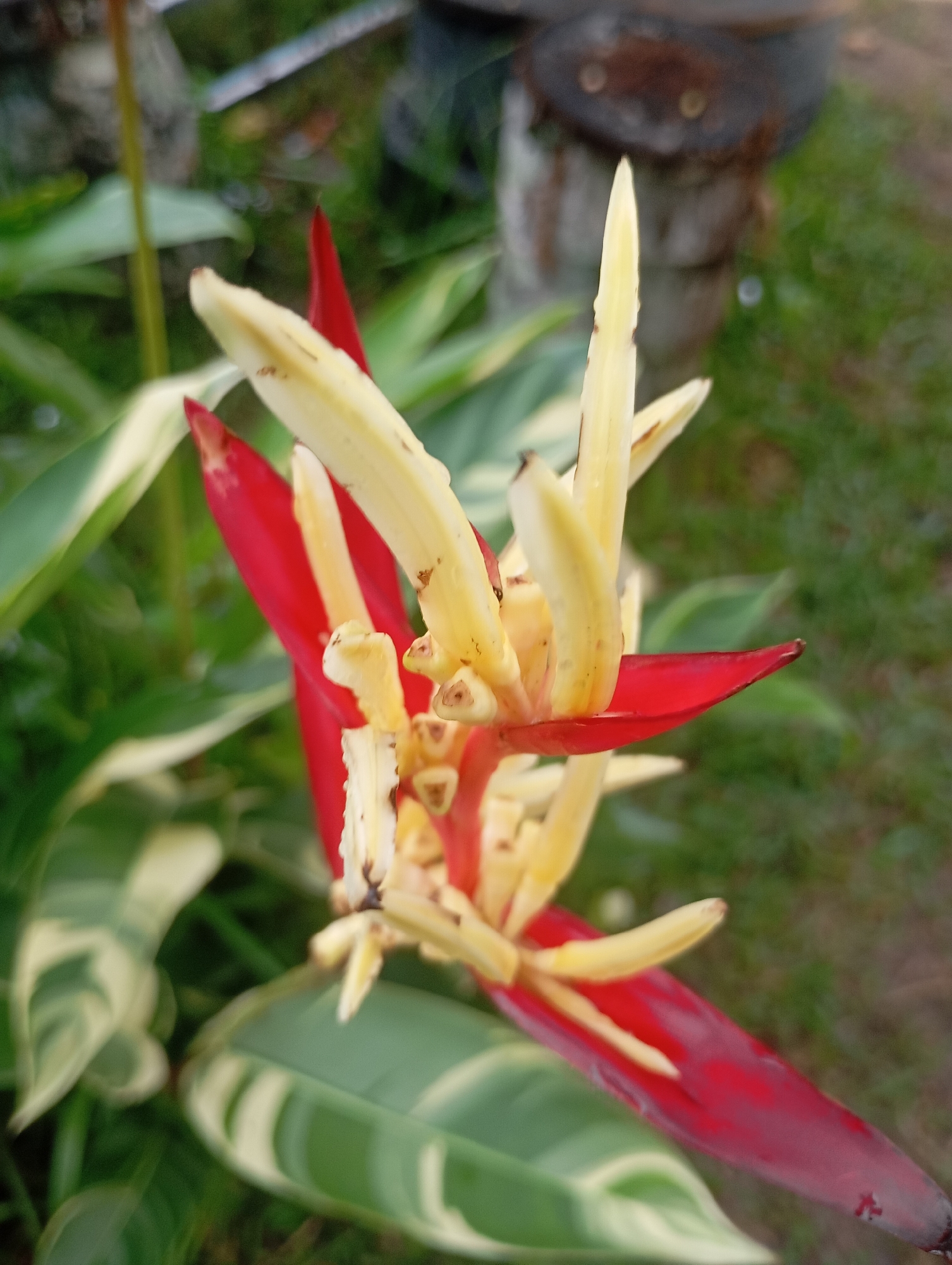 This is a close-up, outdoor photograph of a Heliconia flower, also known as a "lobster claw" or "false bird of paradise." The flower has vibrant red bracts that enclose clusters of yellow, petal-like structures. The plant is in bloom, with several flowers emerging from the central stalk. The leaves of the plant are large and elongated, with some exhibiting variegation of green and white. The background is softly blurred, showing hints of green grass and what appears to be some sort of concrete or stone structure, possibly in a garden setting. The lighting suggests it is daytime. The photograph was taken in Janthobaru, Indonesia. There are no people or animals visible in the image.