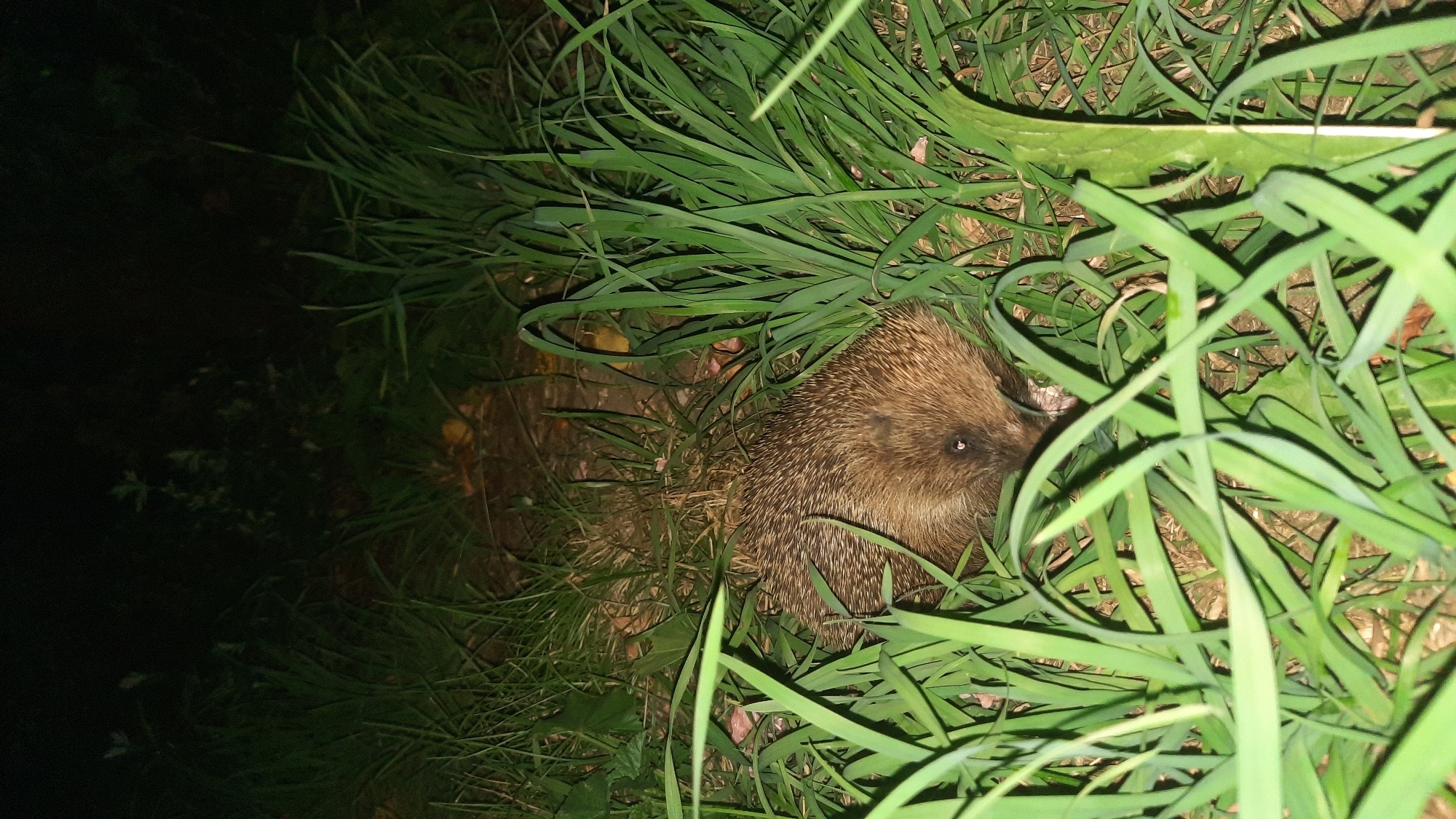 A hedgehog is partially visible, nestled within tall green grass and foliage. The scene is dark, suggesting nighttime, with some light illuminating the hedgehog and surrounding vegetation. The ground appears to be soil and dry leaves. No other subjects or specific environmental details beyond the vegetation and ground are discernible. The location is reported as Shklou, Belarus.