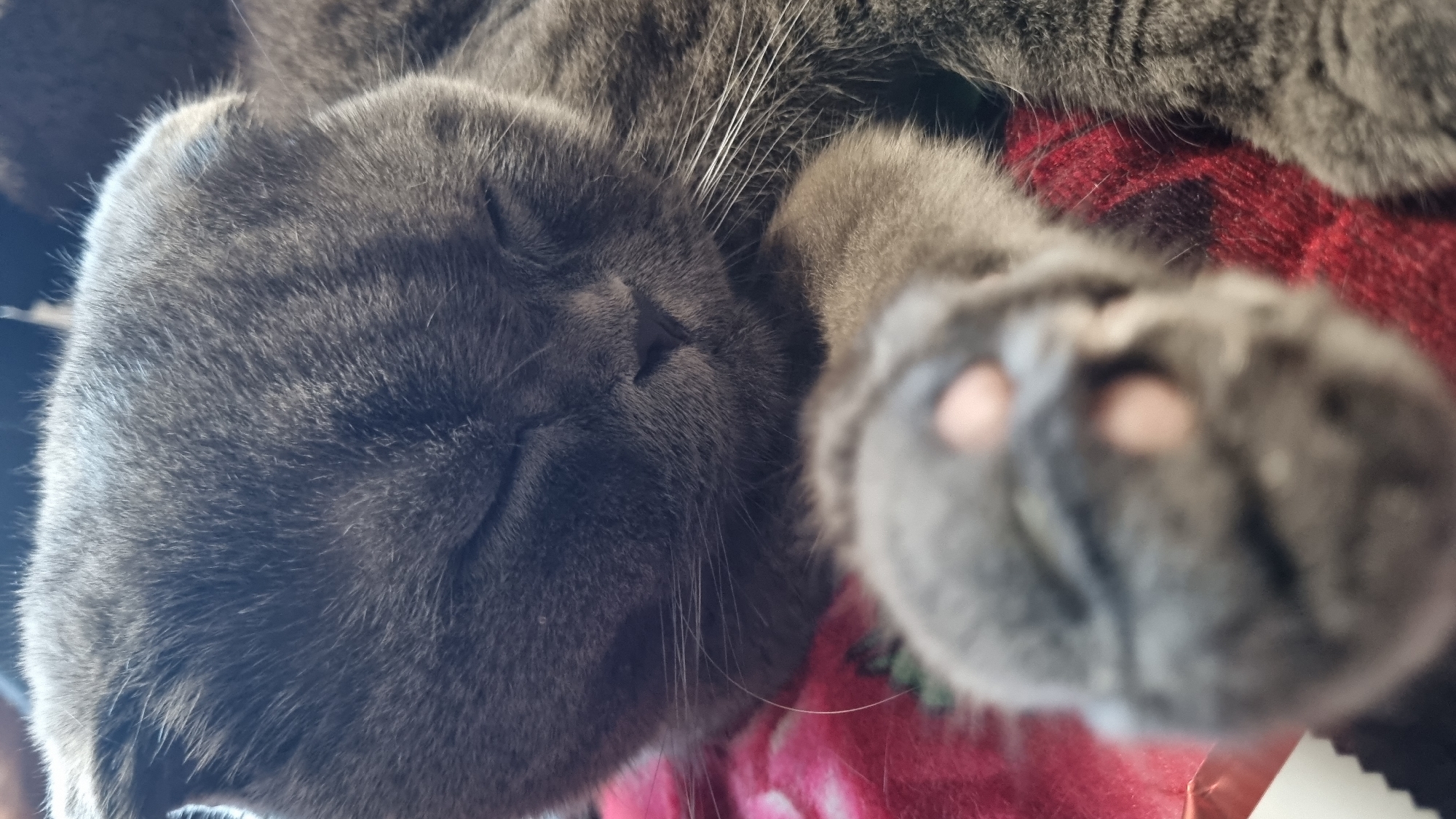 A close-up, shallow depth-of-field photograph shows a sleeping British Shorthair cat. The cat is gray with folded ears and its eyes are closed. Its paw is extended and in the foreground, slightly out of focus, showing pink toe beans. The cat is lying on a red and black plaid blanket, possibly in a home environment. The image's metadata does not contain any information about its location, nor does the visual content suggest it is from Vysokoe, Russia.