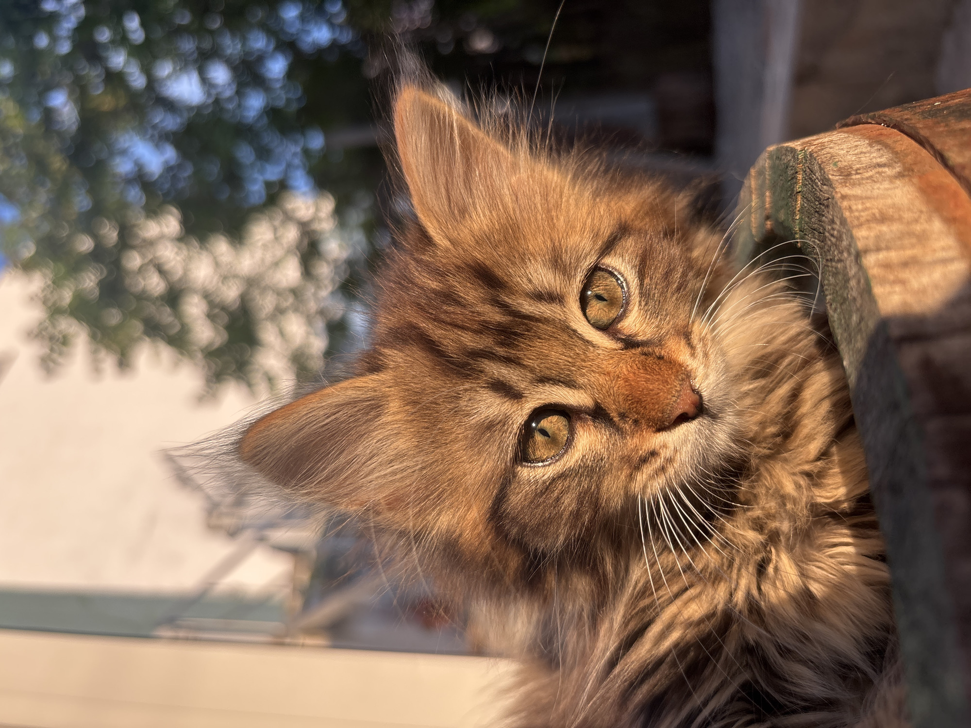 A close-up photograph features a brown, long-haired kitten with piercing yellow-green eyes. The kitten is positioned next to a weathered wooden structure, possibly a fence or railing. The background is blurred with bokeh effects, suggesting a bright outdoor setting. The location is likely in Asenovgrad, Bulgaria. The kitten appears to be looking directly at the camera. The fur is well-groomed and reflects sunlight, enhancing the detail and texture. The image focuses sharply on the kitten's face, capturing its expression and unique features.