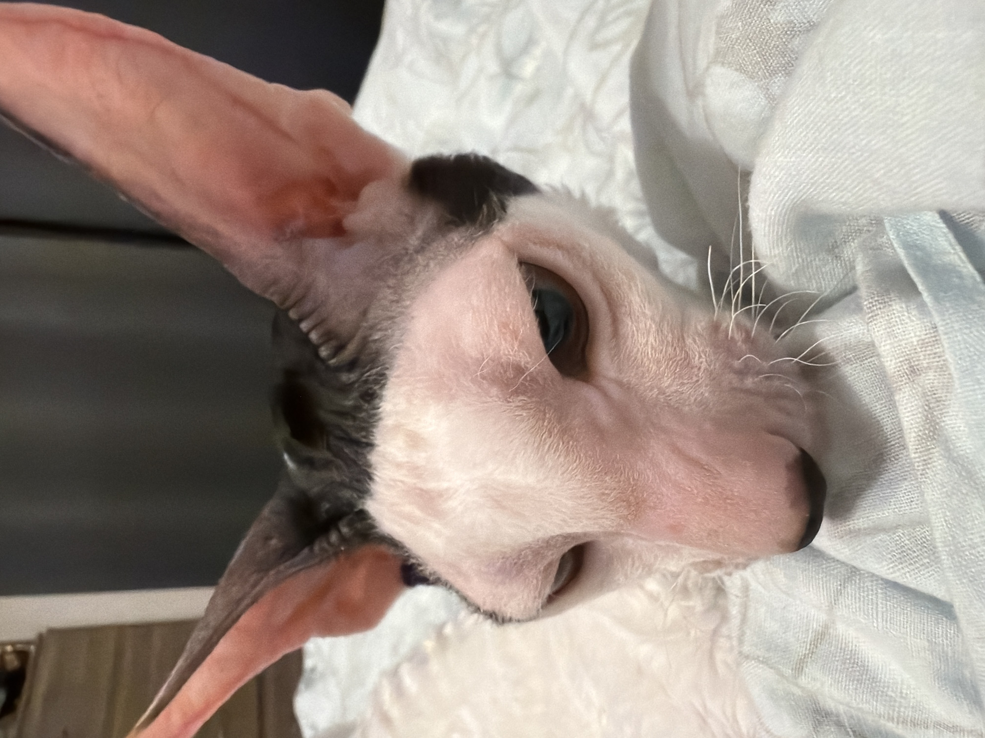 A close-up, eye-level shot shows a Sphynx cat lying on a light blue, textured blanket. The cat's head is tilted downwards, and it is looking towards the right side of the frame. Its large ears are held upright, and its skin is pink with black markings on its head and ears. The cat's fur is sparse and curly. The background is out of focus and appears to be an indoor setting with dark tones. No specific location in Yekaterinburg, Russia can be determined from the image.