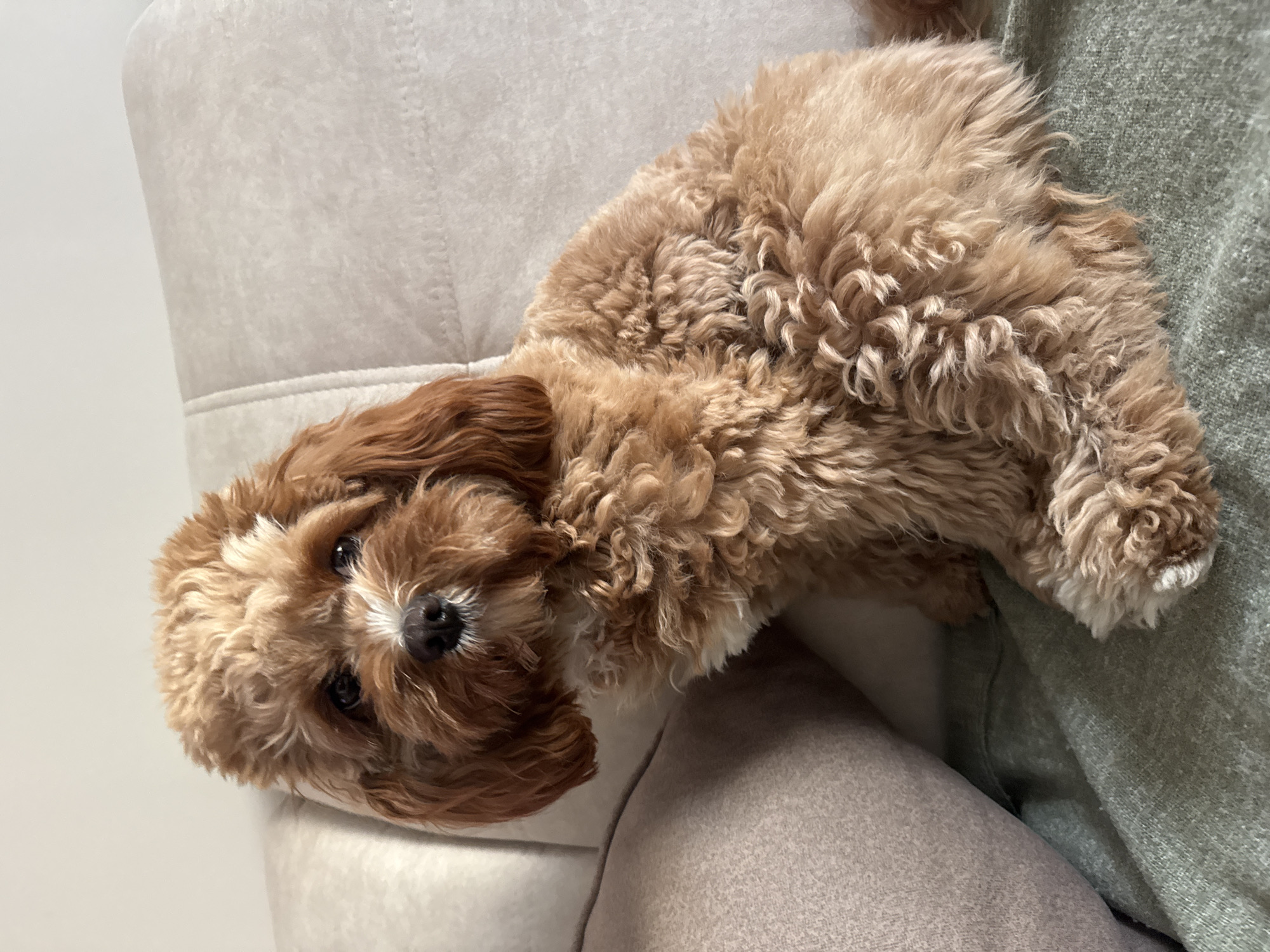 A tan, curly-haired dog is lying on a light grey upholstered couch. The dog's head is angled toward the viewer, and its body extends across the couch. The dog has a black nose and dark eyes. The background includes a light grey wall and a portion of a person wearing a green garment. The photograph appears to be taken indoors. There is no information in the image to suggest its location. Therefore, I cannot identify Burgas, Bulgaria, as the city where this image was taken.