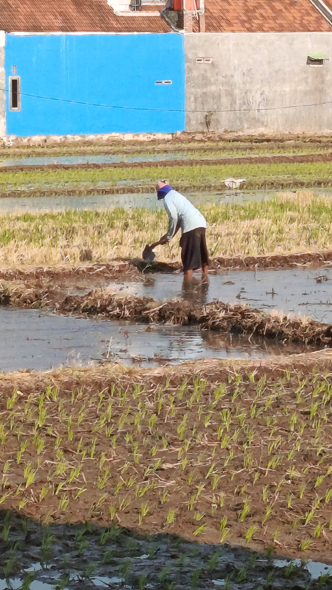 A farmer, wearing a light blue long-sleeved shirt and dark pants, is working in a flooded rice paddy in Babadan, Indonesia. The farmer is bent over, holding a tool in their hands, appearing to be tilling the soil. The rice paddy is divided into rows, with some areas showing newly planted green shoots and other areas of dry straw. In the background, there is a building with a terracotta tiled roof. The building has a section of its wall painted bright blue, and another section with a grey, textured finish. The scene is bathed in sunlight, casting shadows across the field.