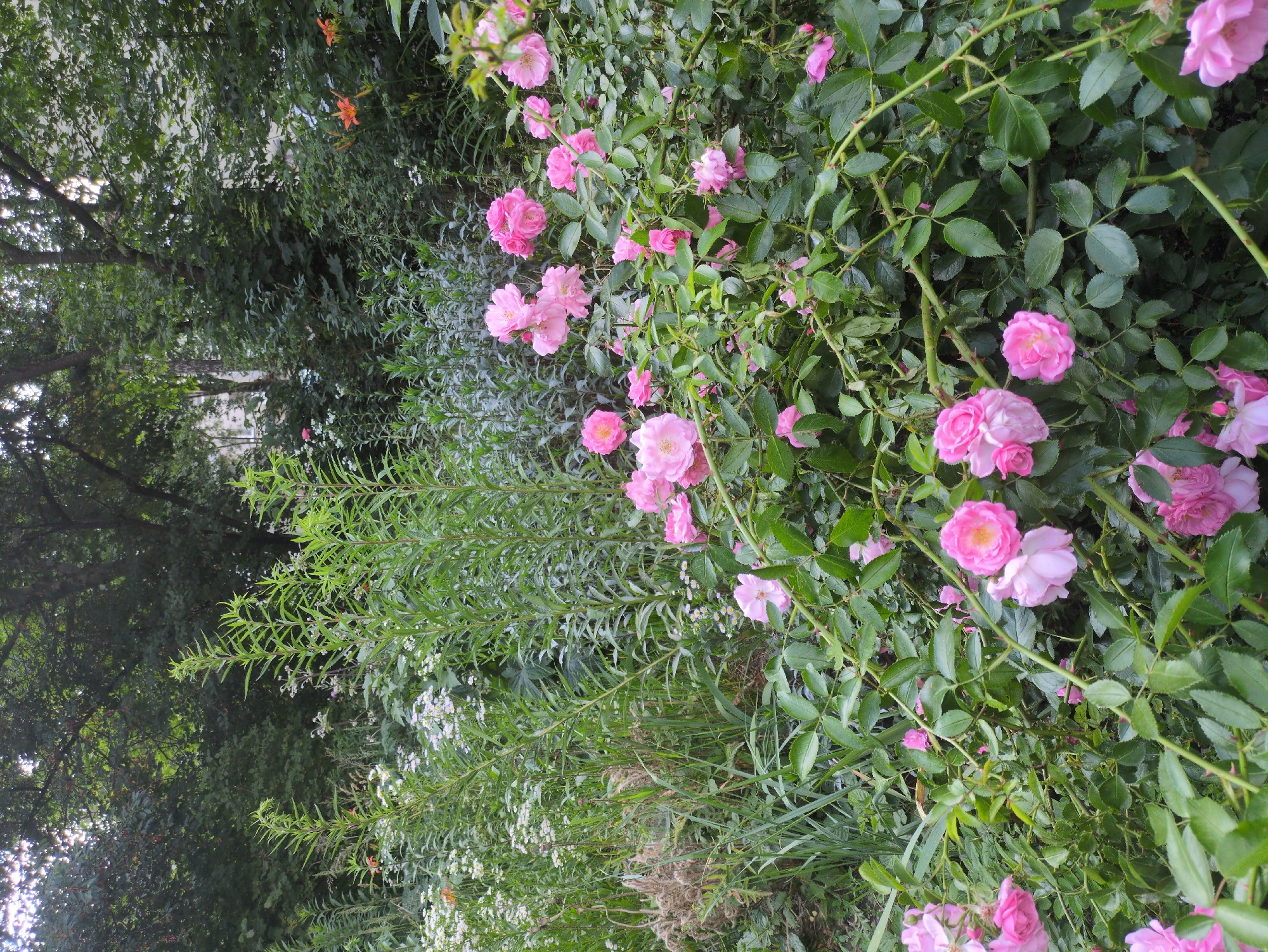 This is a photograph of a garden with abundant pink roses and lush green foliage. The roses are the focal point, with many blooms in various stages of opening, ranging from tight buds to fully bloomed flowers. Their petals are a soft pink, with some showing hints of lighter shades and deeper hues in the center. The rose bushes are dense, with thorny stems and dark green leaves.
In the background, a variety of other plants create a natural, somewhat wild setting. Tall, slender green stalks with feathery tops rise above the roses, interspersed with clusters of small white flowers. Further back, the dense canopy of mature trees creates a shaded backdrop, with dappled sunlight filtering through the leaves. The overall impression is one of a thriving, overgrown garden, possibly in a slightly neglected but beautiful state. There are no people or animals visible in the image. The lighting suggests it is daytime, possibly late afternoon, with soft, diffused light.