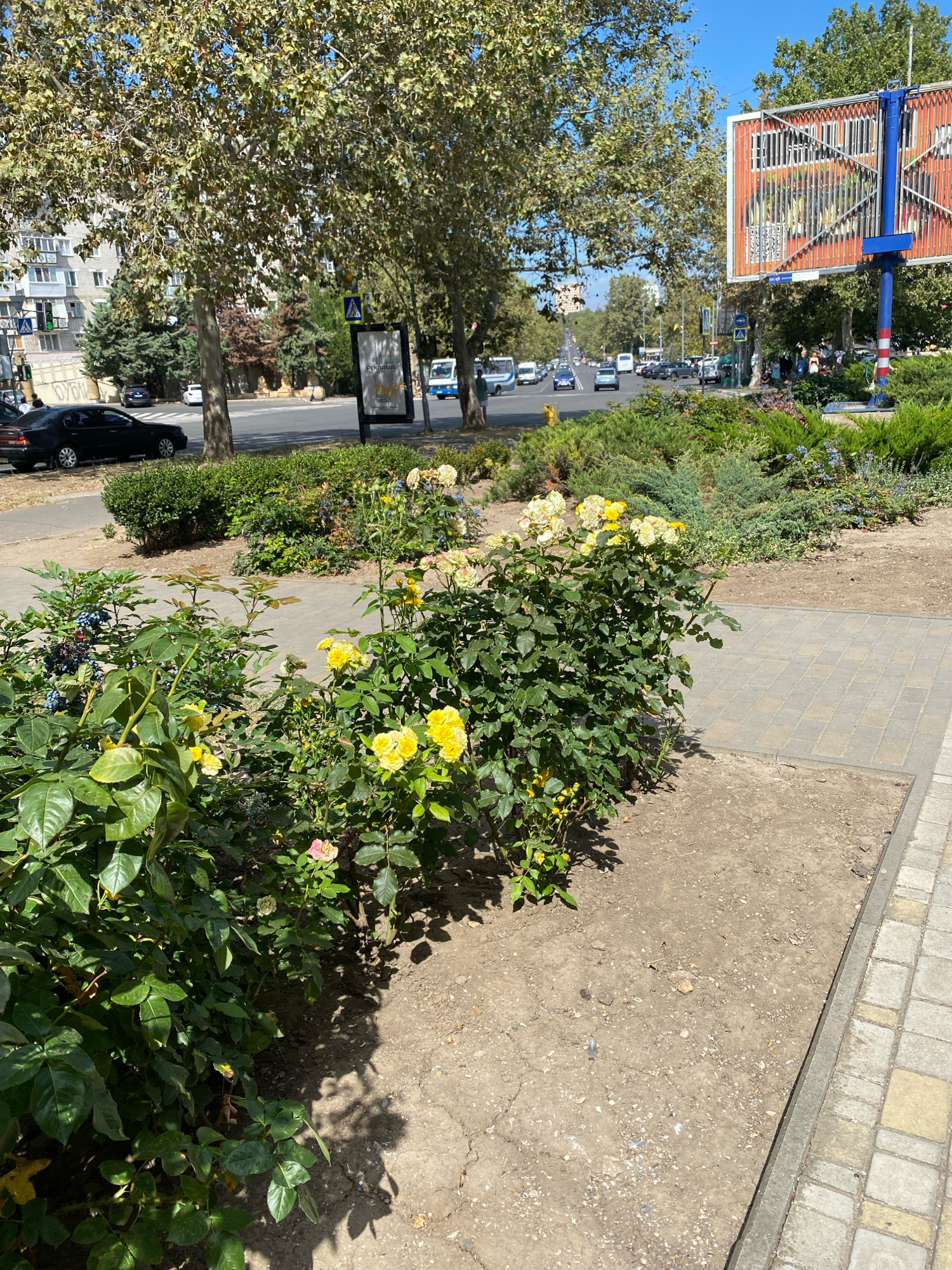 The image depicts a sunny daytime scene on a sidewalk in Chornomorsk, Ukraine, adjacent to a street with traffic. In the foreground, a patch of soil features a rose bush with yellow and pink blooms, as well as some dark berries on another plant. A paved walkway, constructed with rectangular gray and tan pavers, runs alongside the planting area. In the midground, a street is visible with several cars and buses in motion. Trees line the street, with buildings and a large billboard visible in the background. A pedestrian crossing sign is also present. The overall environment appears urban and developed, with a clear blue sky overhead.