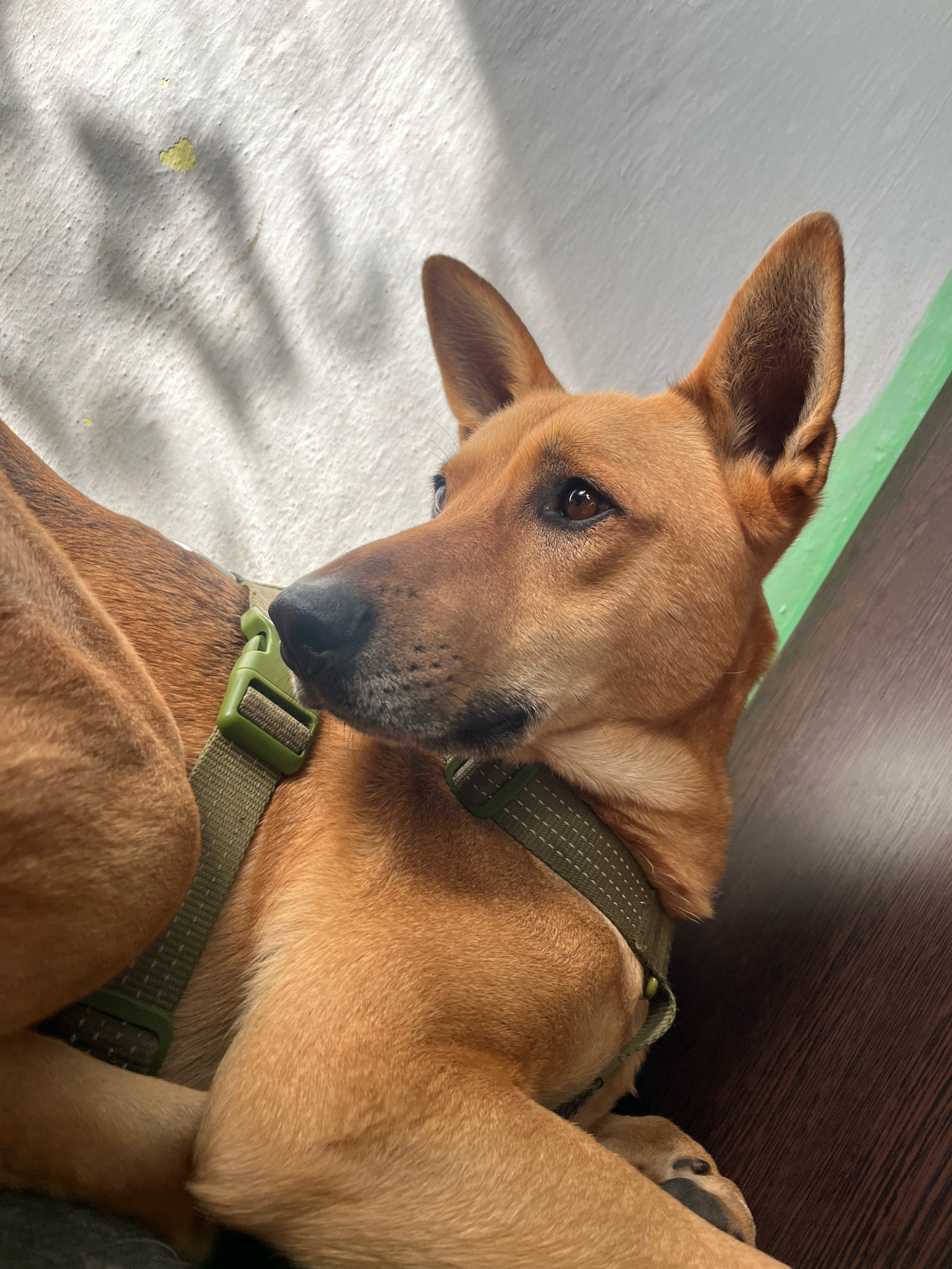 A medium shot shows a tan-colored dog with large ears lying down, facing to the left. The dog is wearing a green harness. The background is a textured, light-colored wall with shadows, and a dark brown surface. This scene does not have any specific connection to Nizhny Tagil, Russia.