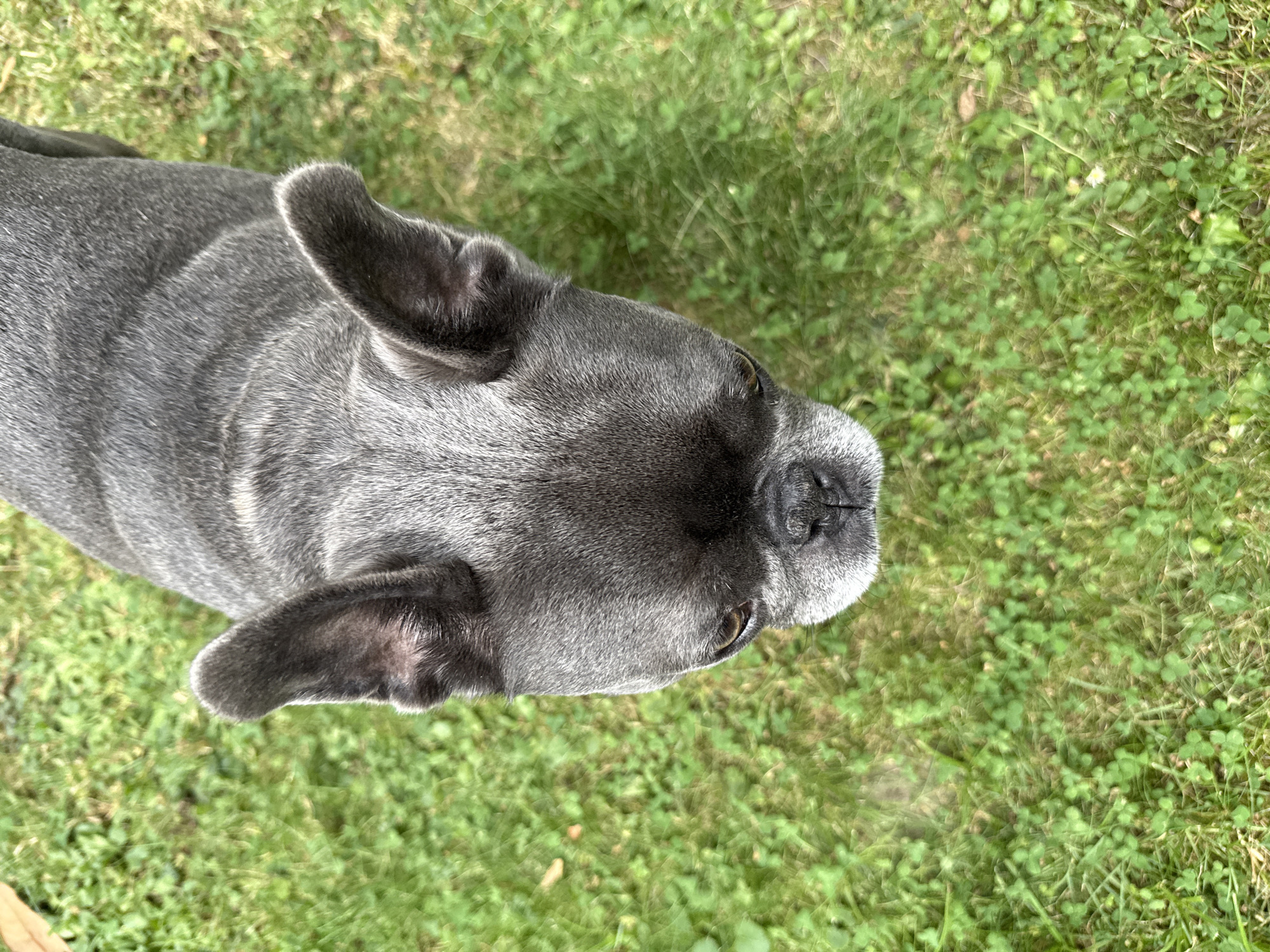 An overhead, medium-shot, portrait-style photograph captures a grey French Bulldog standing on a patch of green grass. The dog's head is tilted down, and its ears are erect. The background is a blur of green grass and clover. The location is the city of Bad Sachsa, Germany.