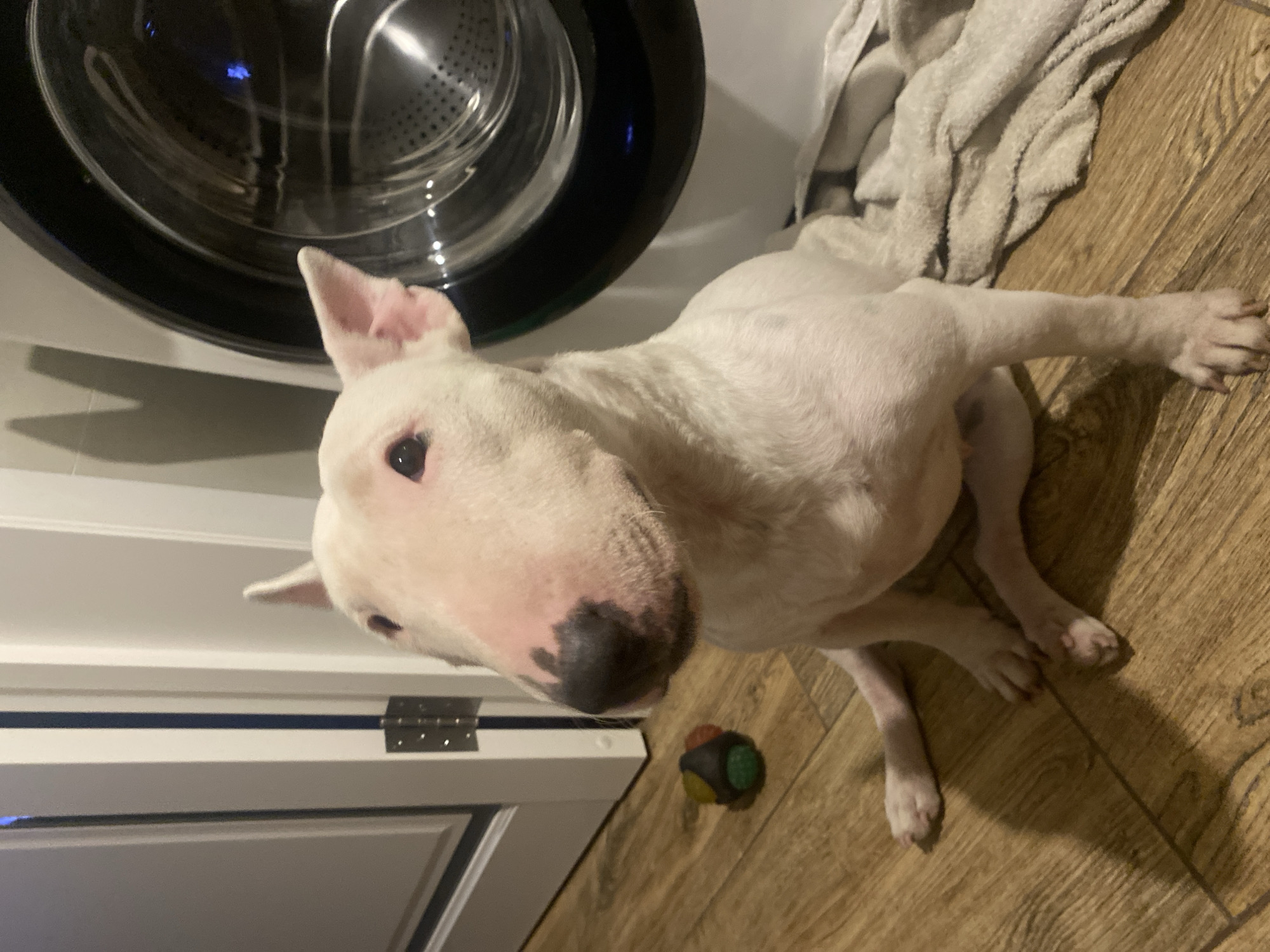 A white English Bull Terrier dog is sitting on a wooden floor next to a washing machine in an indoor setting, possibly a laundry room or kitchen. The dog is facing the viewer with its head slightly turned to the left. It has characteristic egg-shaped head, triangular ears, and a black nose with some speckling. A small, multi-colored dog toy is visible on the floor to the left of the dog. A light-colored towel or blanket is draped over the base of the washing machine. The background includes a white door frame with hinges on the left and the drum of the washing machine on the right. The lighting appears to be artificial and casts shadows on the floor. There is no indication of the city of Industrialny, Russia, in this image.