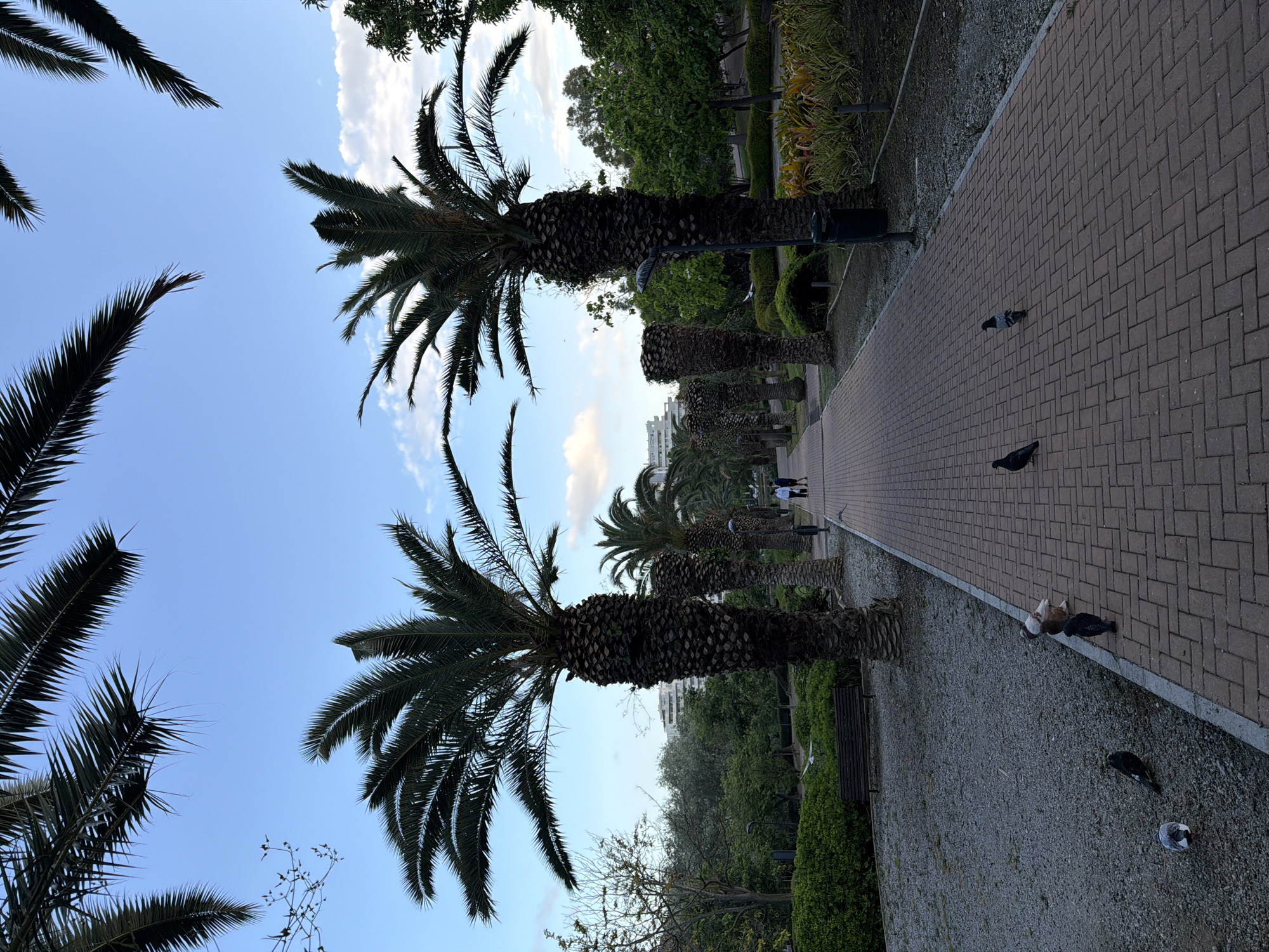 The image depicts a pedestrian pathway in Arroyo De La Miel-Benalmadena Costa, Spain. The path is constructed of red brick and flanked by a row of palm trees on either side. The trees vary in size and maturity.
The area adjacent to the pathway is covered in gravel and includes sparse vegetation, benches, and lampposts. Pigeons are scattered along the pathway and gravel area.
In the distance, two individuals are walking on the pathway. The sky is blue with scattered clouds. The image appears to be taken at ground level and is oriented at an unusual angle.