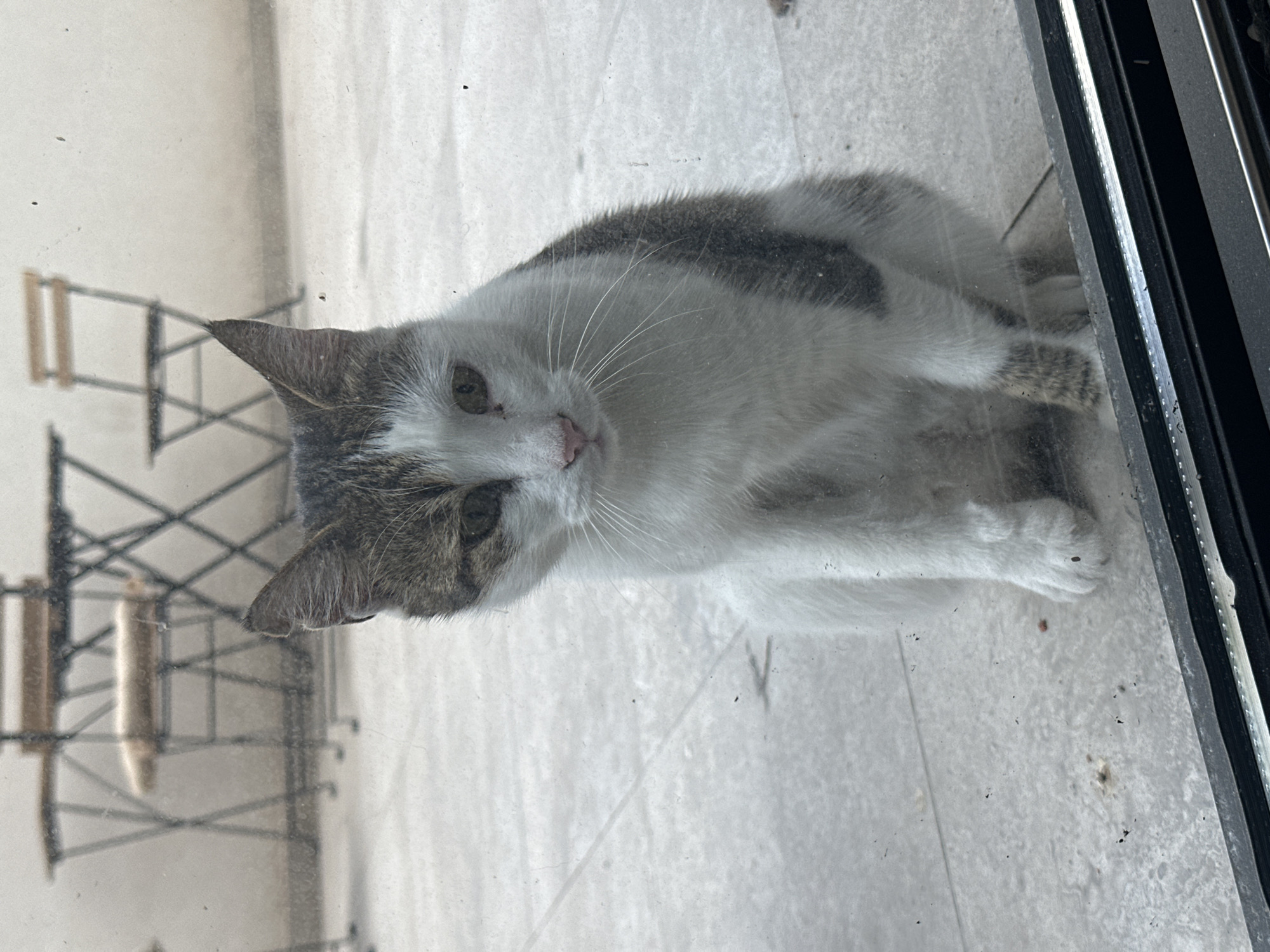 A medium, upside-down shot features a white and grey tabby cat indoors, looking through a glass window/door towards the exterior. The outside view includes a light, neutral tone surface, with some kind of metal structure against a white wall behind, slightly blurred. The cat's body curves with its head directed toward the camera with a pink nose and white whiskers. To the right, a black window frame is visible. No people are visible. No context in the image indicates the scene is from Vracar Urban Municipality, Serbia.