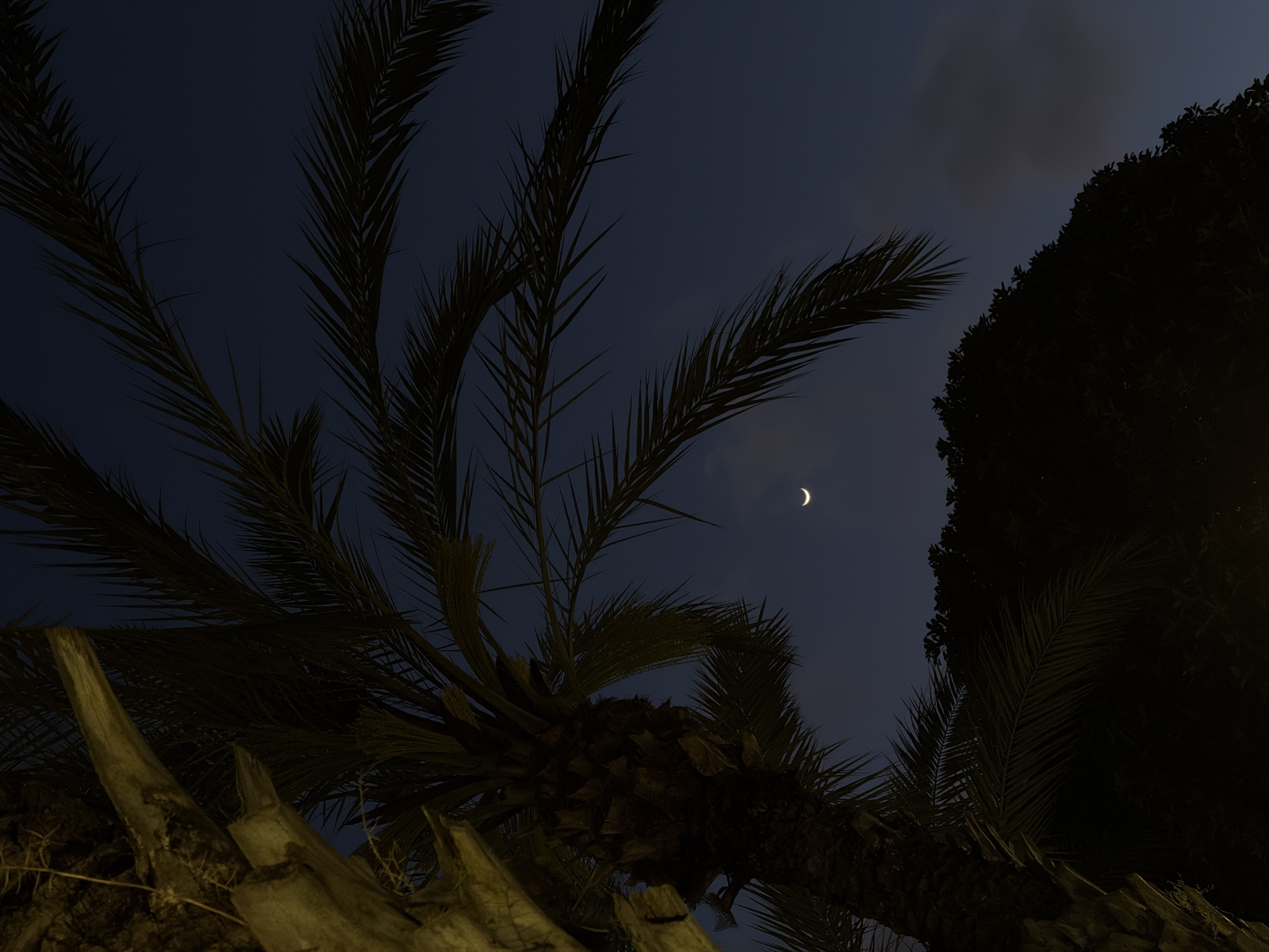 Captured from Kiryat Bialik, Israel, the photograph presents a night scene dominated by a palm tree and an adjacent, densely foliaged tree. The moon, a thin crescent, is positioned in the upper center of the frame, set against a dark blue sky with hints of cloud cover. The palm tree's fronds extend across the majority of the image, with the trunk positioned in the lower foreground, appearing partially illuminated, possibly by an external light source. The dense foliage of the second tree occupies the upper right portion of the image, appearing mostly in shadow. No human subjects or distinct actions are discernible. The overall environment suggests an urban or suburban setting during nighttime.