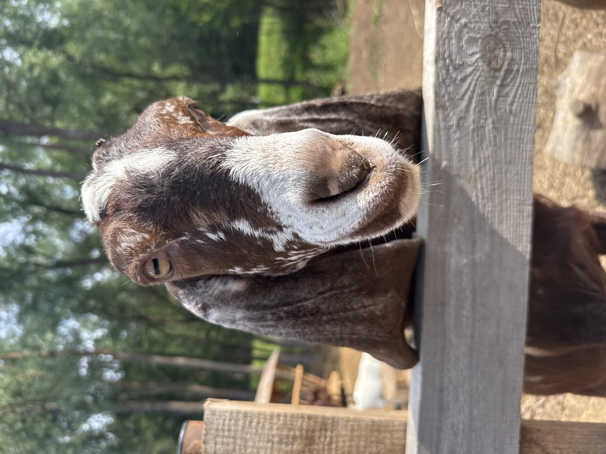 A close-up, low-angle shot shows the head of a brown and white goat peering over a wooden fence. The goat's face is mostly in focus, with its brown eyes, white blaze, and pink nose clearly visible. Its long, floppy ears hang down on either side of its head. The background is blurred, showing trees and greenery, suggesting an outdoor, rural setting. The fence in the foreground is made of rough, weathered wood. The image does not contain any information that would allow for the determination of its location in the city of Гольяны, Russia.
