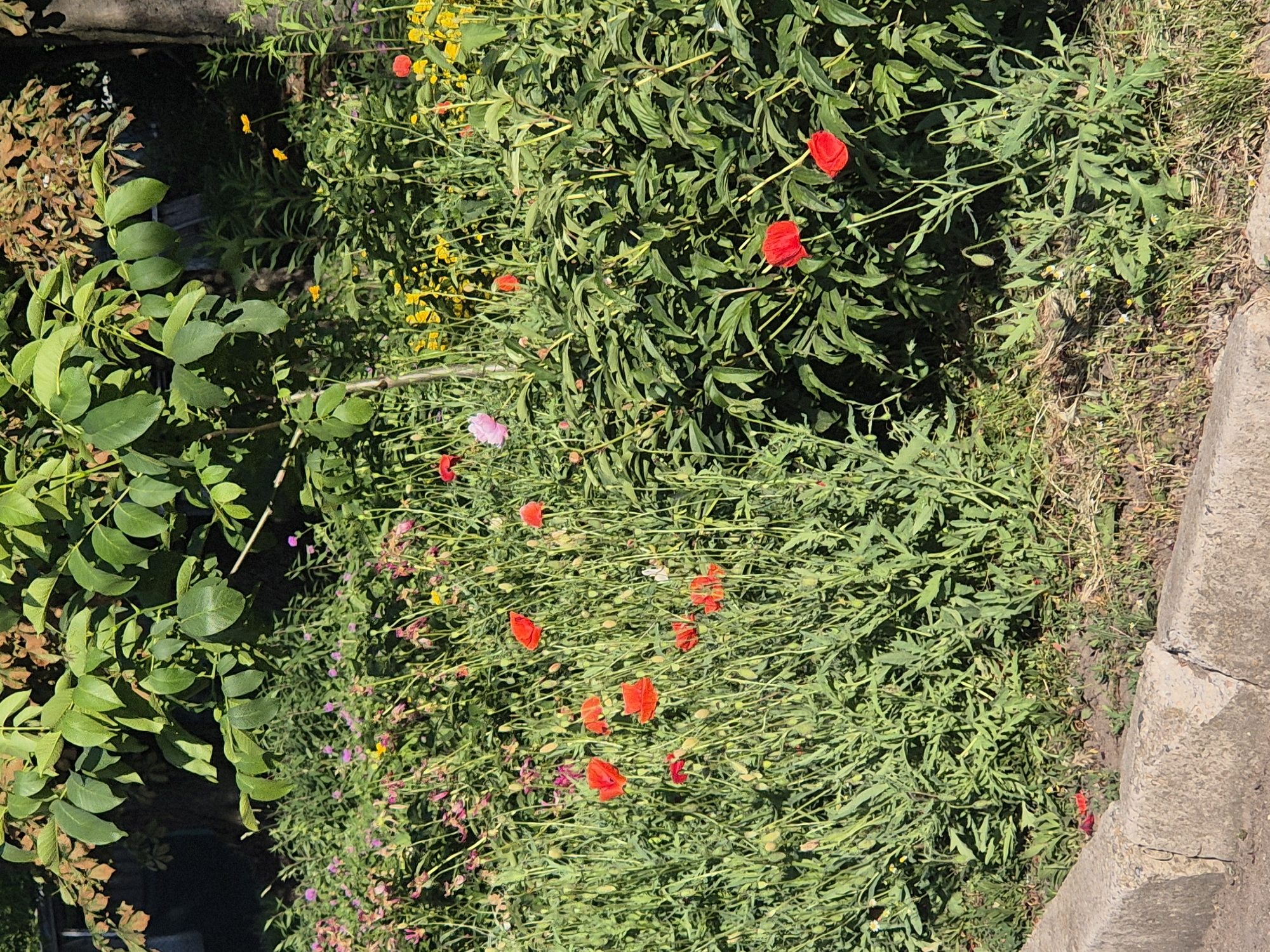 The image depicts a sunlit area with abundant green foliage and several red poppy flowers. A concrete curb runs along the bottom of the frame, bordering a patch of dry grass and soil. In the background, a large tree with green leaves dominates the upper portion of the scene, with glimpses of other vegetation and shadows. The setting appears to be an outdoor public space, likely a park or roadside in Sozonivka, Ukraine, given the provided context. No people or animals are visible. The image is a still photograph of a natural landscape with a man-made border.