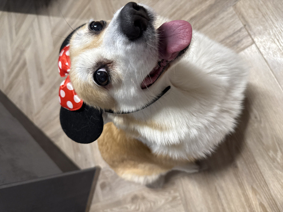 A fawn and white Pembroke Welsh Corgi is captured in a medium shot, looking upwards towards the camera. The dog is wearing a novelty headband featuring two black circular ears and a red bow with white polka dots, styled after Minnie Mouse. Its mouth is open, revealing a pink tongue partially extended, indicative of panting or a relaxed state. The dog's eyes are dark and appear focused on an unseen point above the camera's lens. The immediate environment consists of a light-colored, wood-effect floor. A dark, indistinct object, possibly furniture, is visible in the blurred background to the upper left. This scene is located in Krasnoyarsk, Russia.