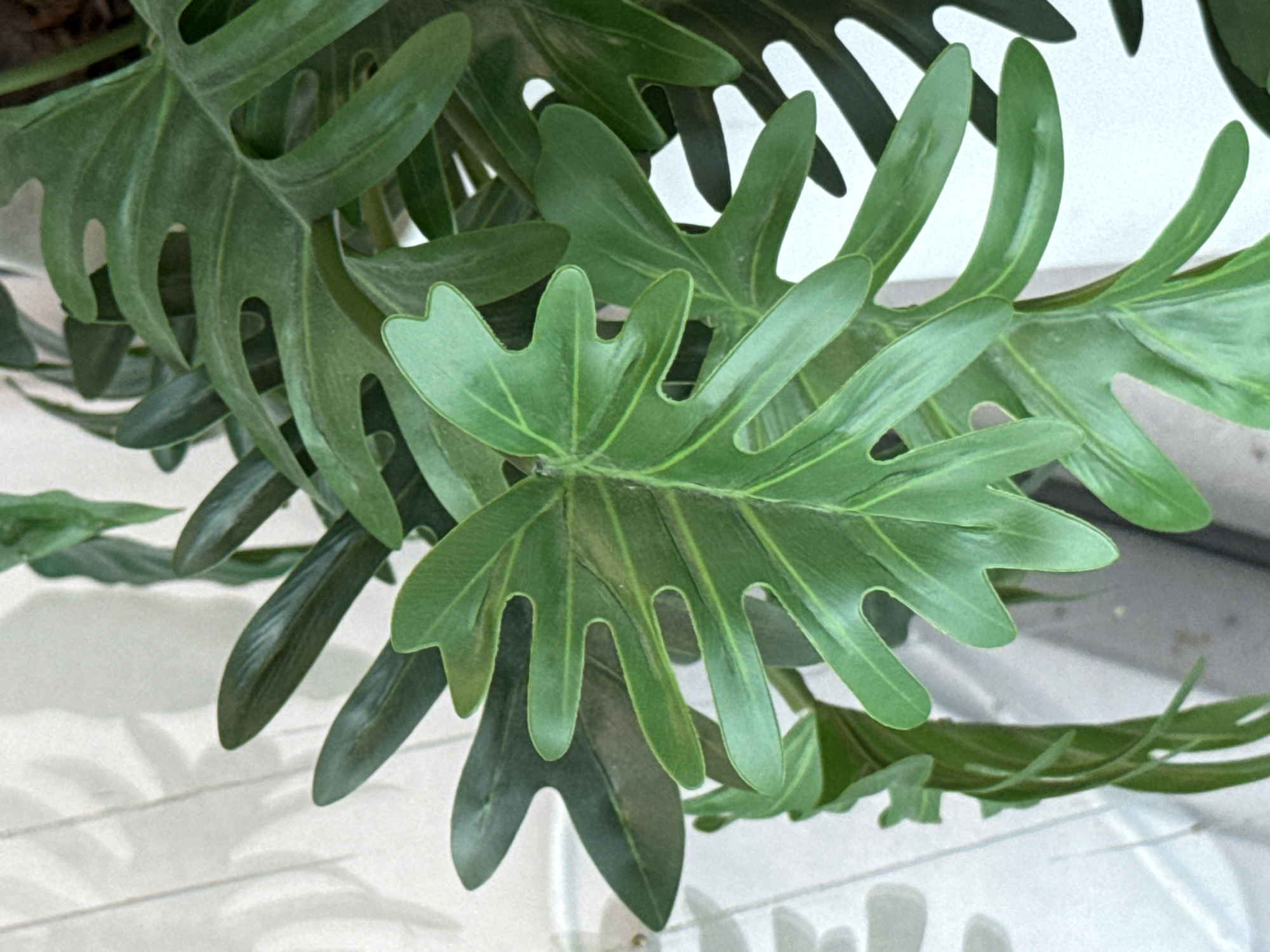 A close-up, eye-level shot showcases the vibrant green foliage of a tropical plant, likely a Philodendron, against a soft, textured white background. The plant's leaves are large and deeply lobed, with a glossy finish that reflects the light. Delicate veins are visible on the surface of the leaves, adding intricate detail. The plant's stem is visible, entwined with smaller, delicate leaves, suggesting a climbing or vining habit. The white background appears to be a wall with subtle vertical lines, possibly blinds or paneling, casting soft shadows. The lighting is diffused, creating a gentle illumination that highlights the plant's natural beauty. The image is sharply focused on the plant, with the background softly blurred, drawing the viewer's attention to the intricate details of the leaves and stem. The scene does not contain any people or visible objects that would place it in a specific location within the city of Ob, Russia.
