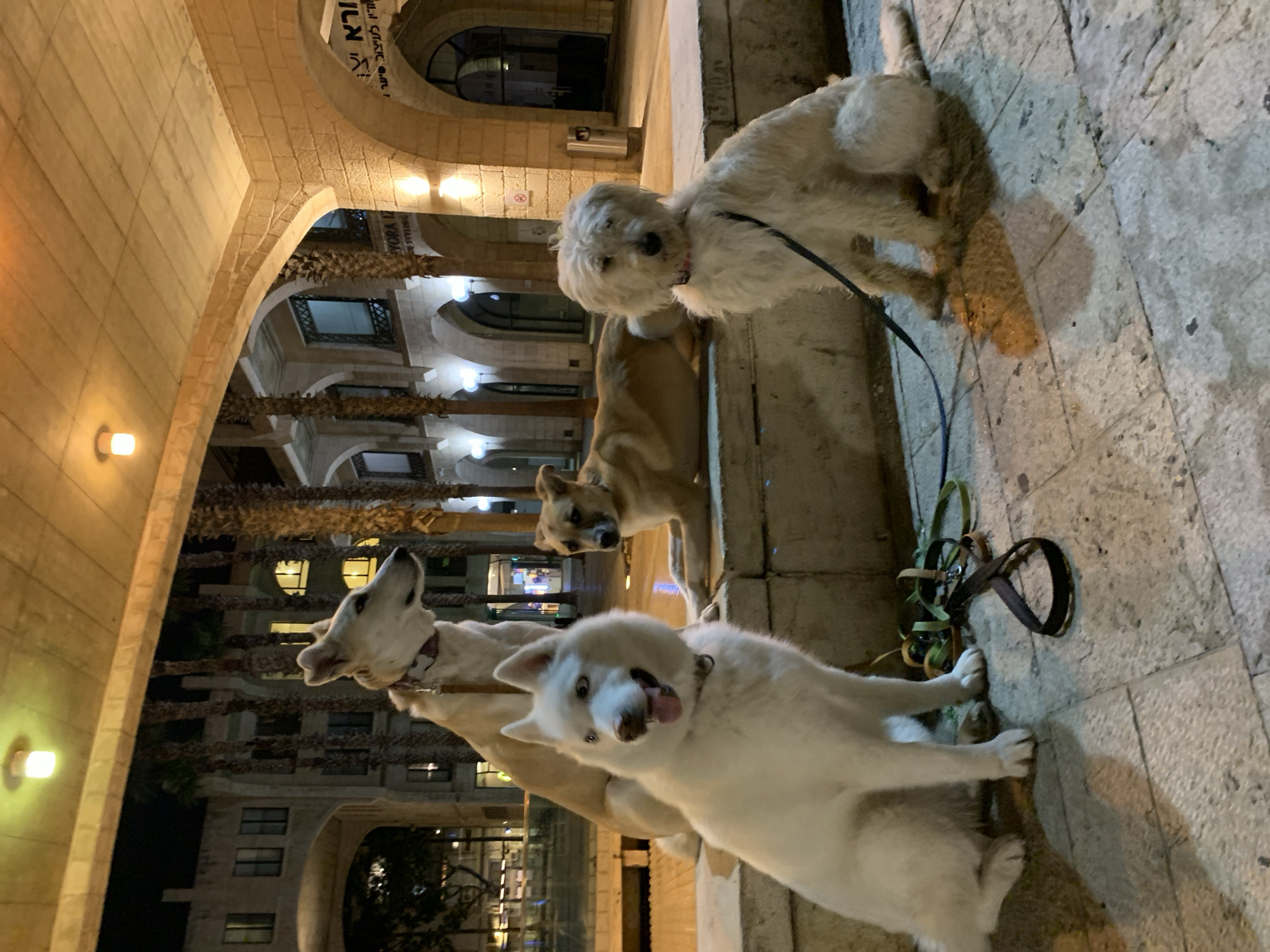 A low-angle, medium shot shows four dogs on leashes, posed or caught in a fleeting moment, against the backdrop of an architecturally detailed building at night. The building suggests an old-world Mediterranean style with its arched openings, stone construction, and ornate details. String lights hang between palm trees or other greenery, adding to the nighttime ambiance.
The dogs, of varying sizes and breeds, seem to be the focal point, with the surroundings providing context. The one dog closest to the camera is light colored, and in mid-motion with its tongue hanging out. A dog is in the center, and two more dogs are further away. One of these dogs is urinating.
The setting is the historic city of Jaffa, now incorporated into Tel Aviv, Israel. The architecture is typical of the Old Jaffa area. The time of day is night. The weather seems dry.