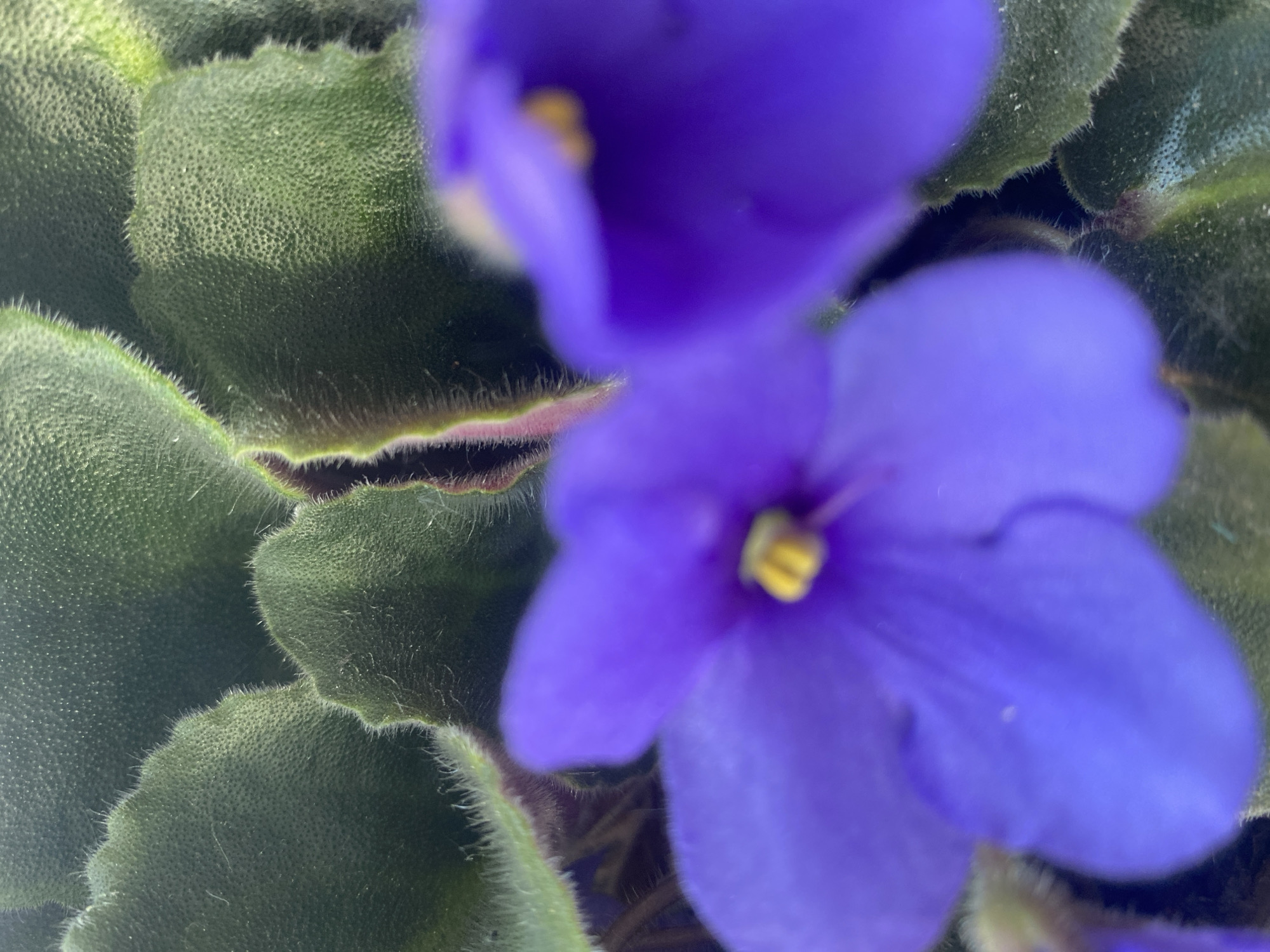 Close-up of a flowering African violet plant. The purple flowers are blurred in the foreground, with green, fuzzy leaves filling the rest of the frame. The image does not provide sufficient information to determine a location in Dnipro, Ukraine, or any specific details about people, objects, or actions.