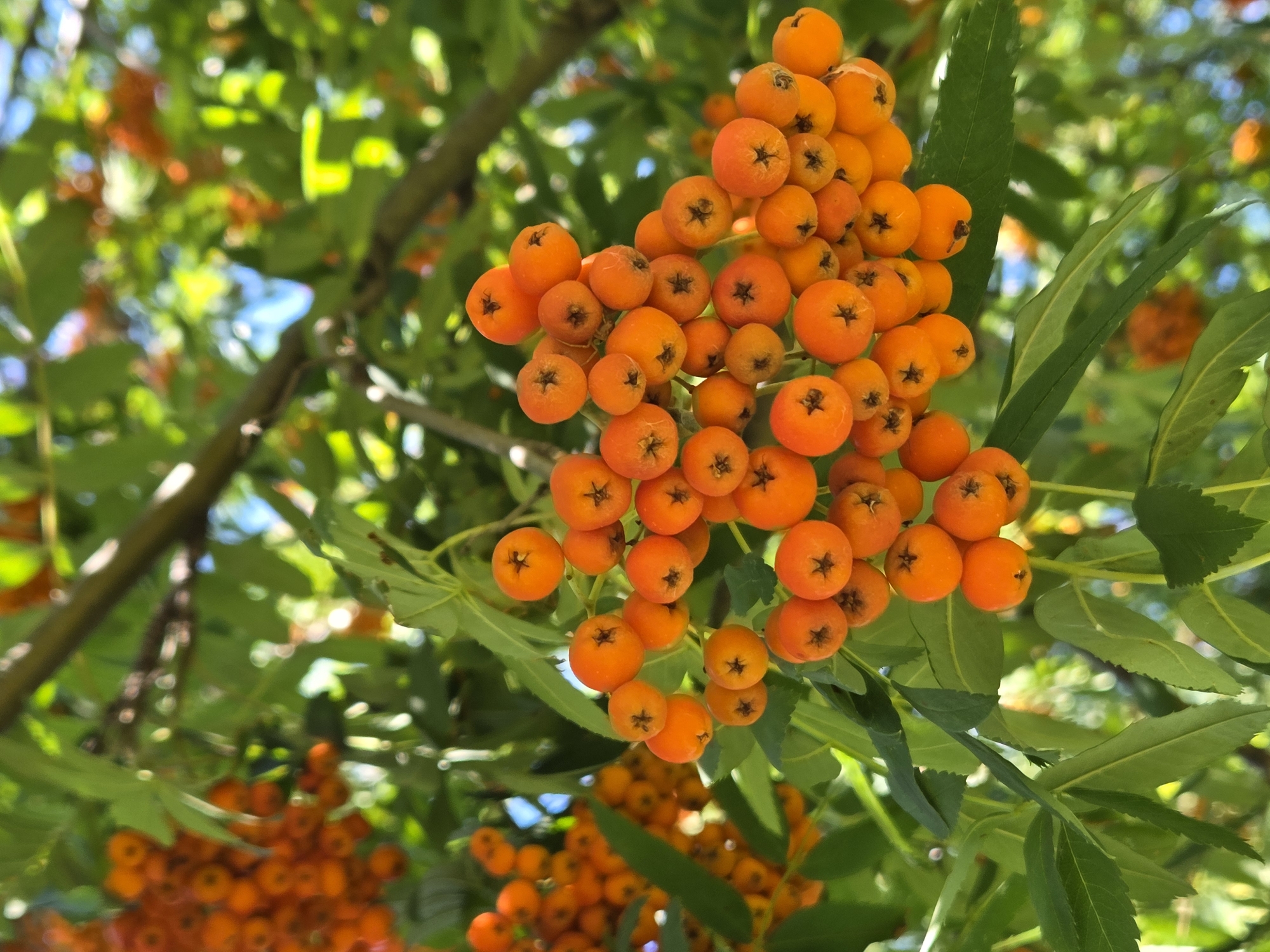 The image shows a close-up of a cluster of bright orange berries on a branch, with green leaves and a blurred background of more foliage and possibly blue sky. The berries are small, round, and appear to be growing in bunches. Some berries have a dark calyx at the bottom, creating a star-like pattern. The lighting suggests it is daytime, with sunlight filtering through the leaves. The scene is natural, likely in an outdoor setting. There is no indication of human presence, specific city landmarks, or any discernible activities. The image is entirely focused on the botanical subject.