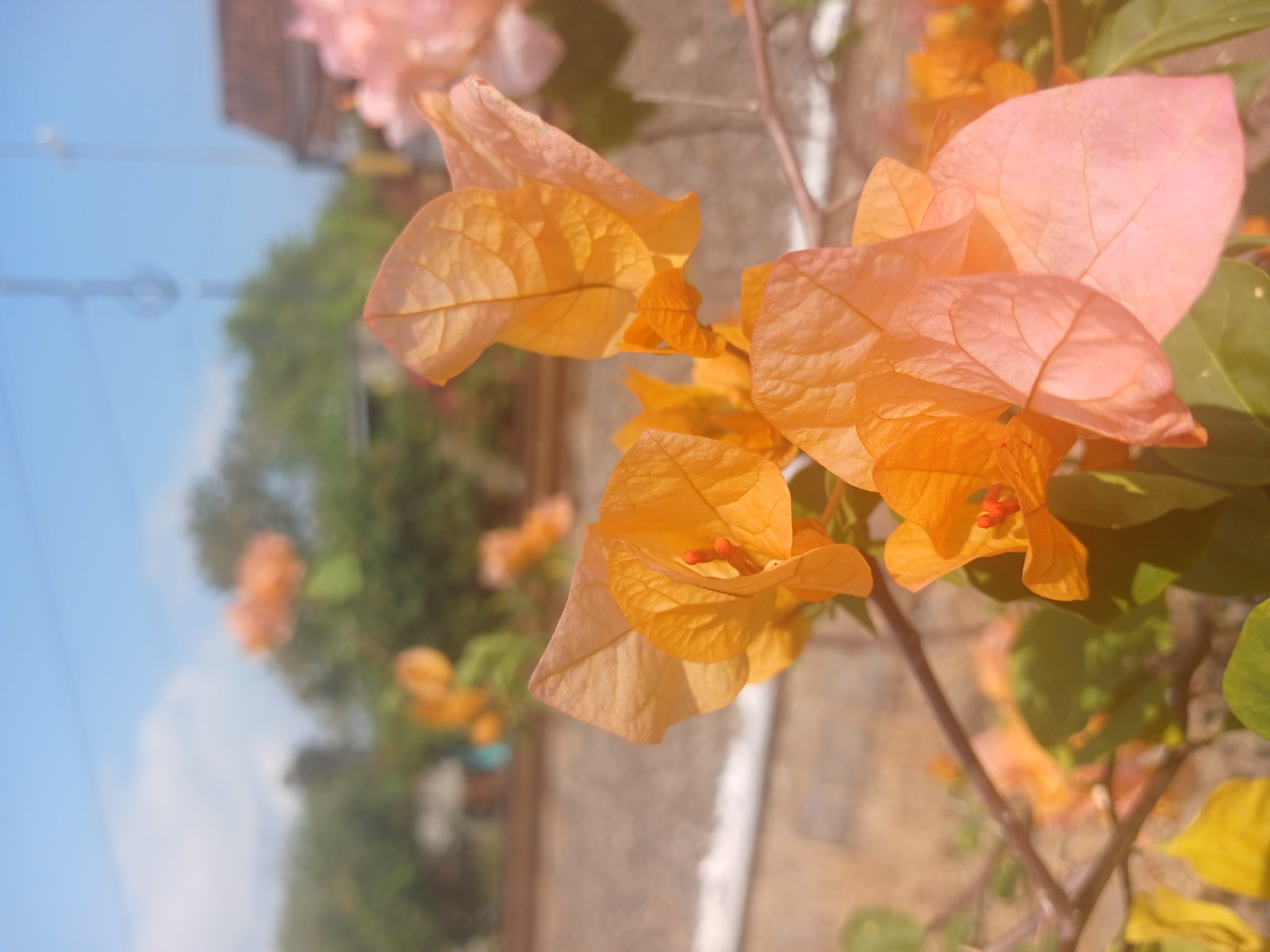 A close-up, shallow depth-of-field photograph showcases bright orange and soft pink bougainvillea flowers in the foreground, set against a blurred background. The flowers appear delicate, with visible veins on their petals. In the mid-ground, a reddish-brown tiled roof of a building is partially visible, hinting at a residential area. Beyond that, lush green foliage suggests trees and other vegetation. The sky above is a clear, pale blue with a few wispy white clouds. The overall impression is of a sunny day in a tropical or subtropical environment, likely a garden or yard in Banyuwangi, Indonesia. The lighting suggests it is daytime, possibly late morning or early afternoon, given the brightness and the angle of the light. There are no people or animals visible in the frame, and no specific actions or interactions are depicted. The focus is entirely on the natural beauty of the flowers and their immediate surroundings.