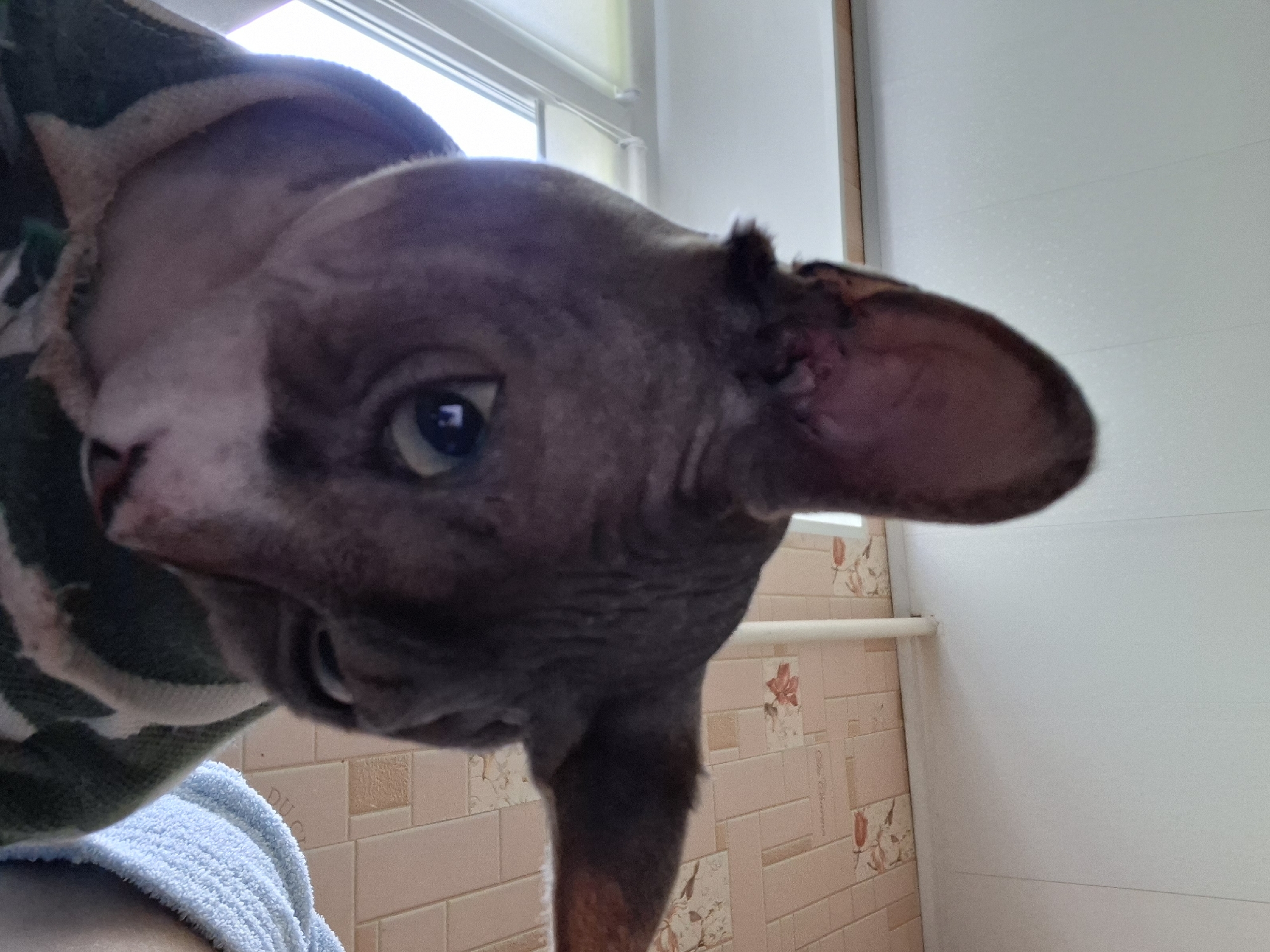 A close-up, low-angle shot captures the face of a hairless cat wearing a patterned sweater. The cat's large, pointed ears are prominent, with one folded forward. Its eyes are partially closed, and its mouth is slightly open, revealing its teeth. The background consists of a light-colored ceiling with visible lines, a pale pink tiled wall with a floral pattern, and a white pipe running vertically. To the right, a textured light blue towel is partially visible. The image is taken indoors, likely in a residential setting, and there is no indication of the city of Myadzyel, Belarus.