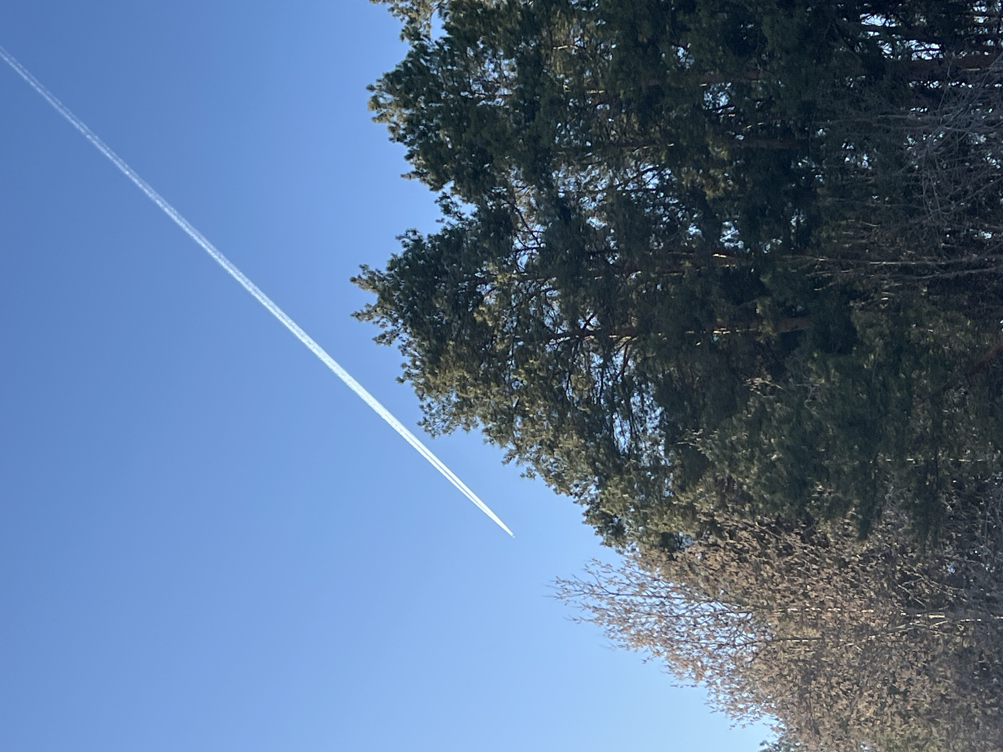 This image, taken in Chaikovsky, Russia, presents an outdoor scene under a bright, clear blue sky. The photograph is oriented diagonally, with the sky dominating the upper left and central areas, and trees framing the right and lower portions.
A prominent, long, white contrail from an aircraft stretches diagonally across the sky from the upper left to the lower right. The contrail appears as two distinct, parallel white lines, indicative of a multi-engine jet. The aircraft itself is not visible, only its vapor trail against the expansive blue.
Along the right side of the frame, a tall coniferous tree, likely a pine or spruce, displays dense, dark green foliage, with branches extending into the clear sky. Below and to the left of this evergreen, the fine, bare branches of a deciduous tree are visible, suggesting the season is either late autumn or winter. The scene is illuminated by strong, clear daylight, indicating it was taken during the day.
The image conveys a sense of a serene natural environment, subtly marked by the distant presence of human technology. There is no visible text in the media file.
