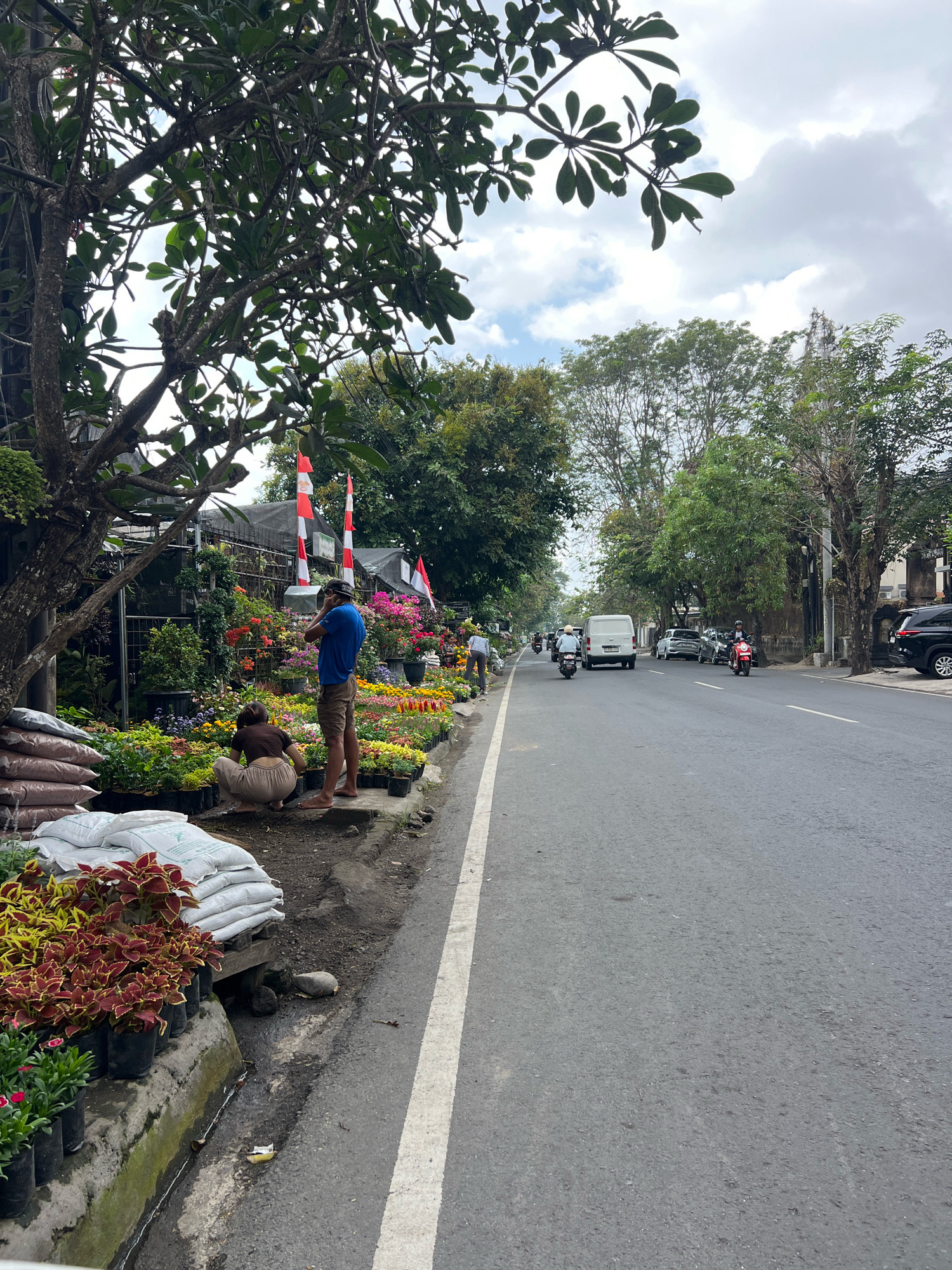 This image captures a street scene in Denpasar, Indonesia, likely along a road lined with trees and a sidewalk market. On the left side of the road, a vibrant display of potted plants and bags of soil is arranged along the sidewalk, creating a colorful border. Two individuals are present near the plants. A man in a blue shirt and brown shorts stands on the sidewalk, appearing to hold a phone to his ear, while a woman in a brown top and beige pants crouches beside the plants, possibly tending to them or arranging them.
The street itself is paved and shows signs of traffic. Several motorcycles and a white van are visible on the road, indicating ongoing activity. Cars are parked along the right side of the street. Red and white flags, possibly representing Indonesia, are displayed along the market stall. The sky is overcast with scattered clouds. The overall impression is a bustling roadside market in a tropical urban environment.