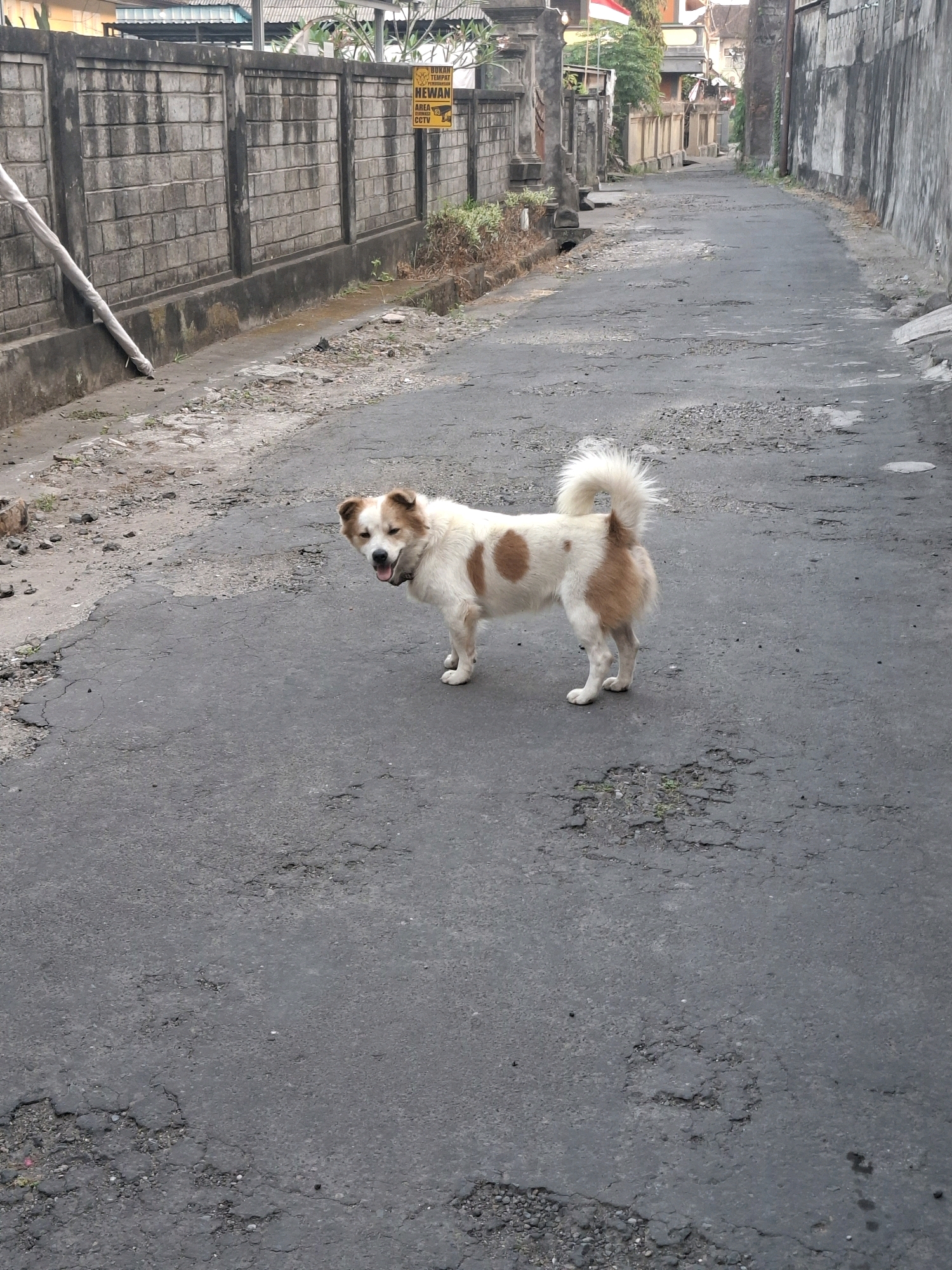 A medium-sized dog with white and brown patches stands on a cracked asphalt road in Blahbatuh, Indonesia. The dog is facing forward with its mouth open and tongue visible. Its tail is held high and is fluffy. The road is narrow, with a concrete wall on the left and a rougher textured wall on the right. A sign on the left wall reads "BUKAN TEMPAT PERTINJUAN HEWAN AREA CCTV", which translates to "Not a place for animal fights. CCTV Area." Overgrown grass and debris are visible along the sides of the road. In the background, buildings and trees line the street, and a small Indonesian flag is visible. The lighting suggests it is daytime.