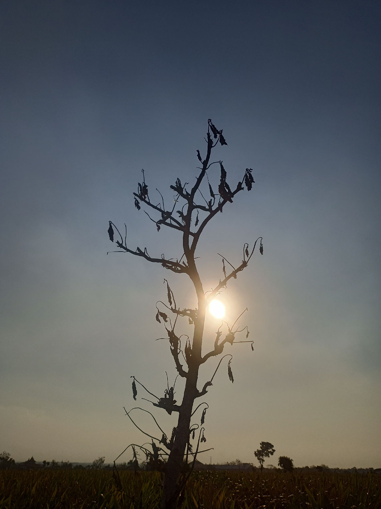 The image depicts a dead tree silhouetted against a hazy sky, with the sun visible behind its branches. The tree is in the foreground, its bare branches reaching upwards. The sun, partially obscured by the tree, casts a bright glow. In the background, a field of crops stretches to the horizon, with a few distant trees. The overall scene is likely a rural landscape in Mojorejo, Indonesia, at either sunrise or sunset, given the warm glow of the sun and the silhouettes. No people or animals are visible in the image. The environment appears to be agricultural, with the crops suggesting farmland.
