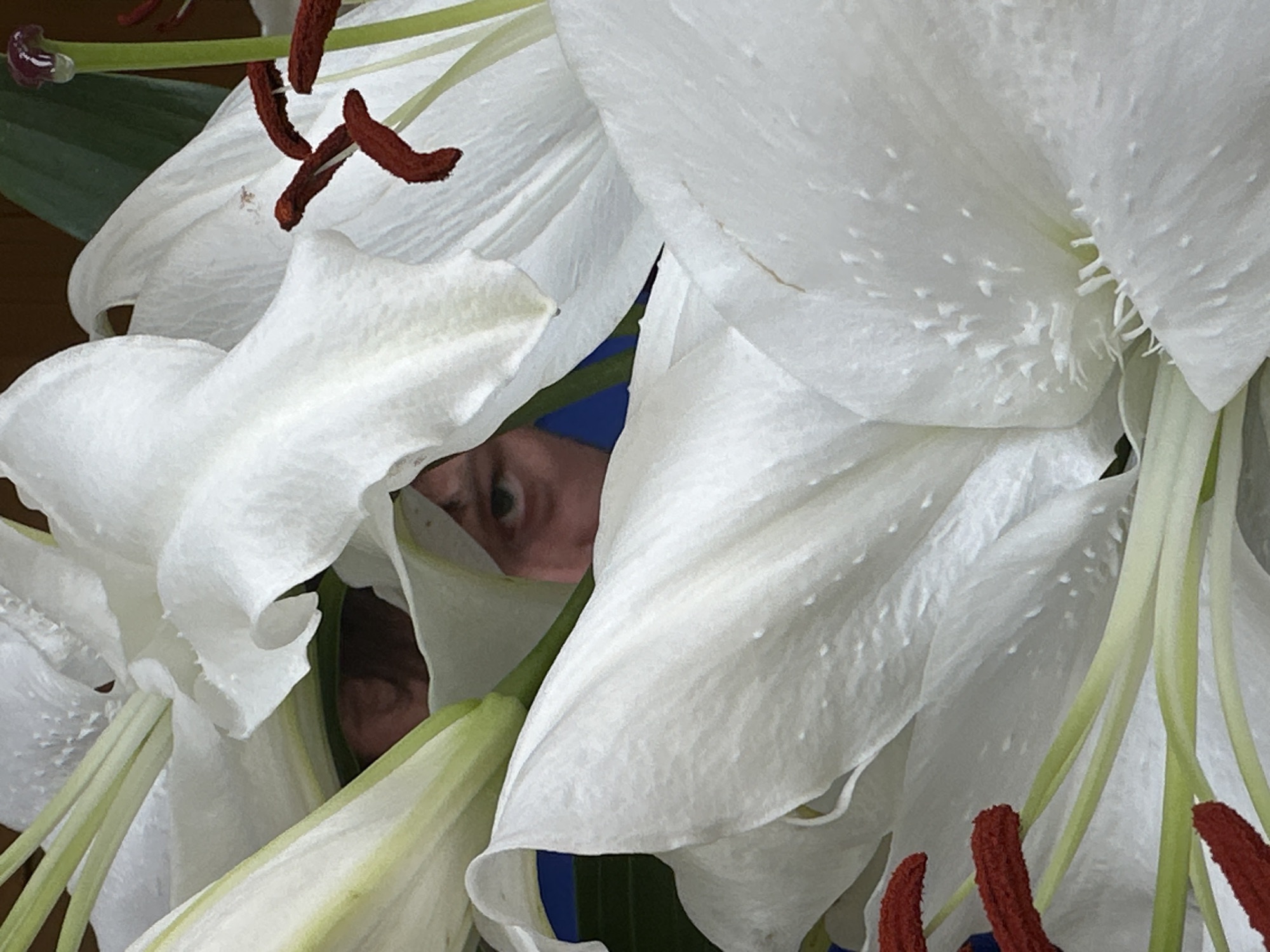 A close-up photograph captures a human eye and a portion of a face, partially obscured by a dense arrangement of white lily flowers. The individual's right eye, a segment of the forehead, and the bridge of the nose are visible, framed by numerous overlapping white petals. The eye is directed forward. The lilies feature prominent white petals, some exhibiting a textured surface. Reddish-brown anthers, appearing to contain pollen, extend from green filaments. Green stalks and fragments of leaves are interspersed throughout the floral mass. A dark blue and dark brown background is visible behind the person's head, largely concealed by the flowers. This scene is situated within the city of Tunbridge Wells, United Kingdom.