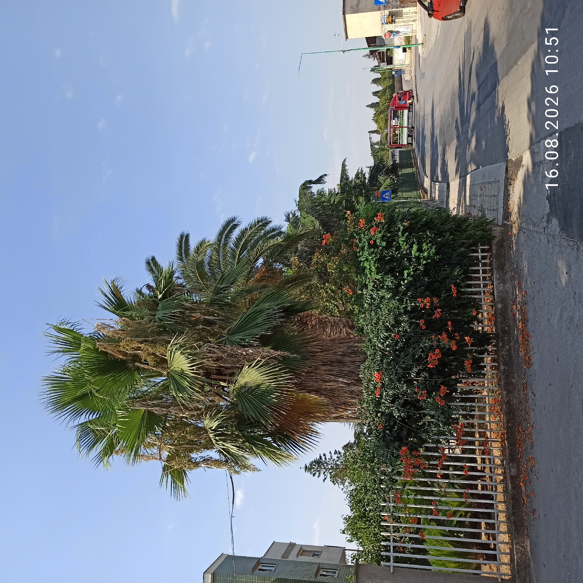 The image depicts a street scene in Terlizzi, Italy, under a clear blue sky with scattered clouds. In the foreground, a tall palm tree dominates the left side of the frame, its fronds reaching upwards. Below the palm, a dense hedge with vibrant orange trumpet-shaped flowers lines a white metal fence. The fence encloses a property with some greenery visible behind it, including smaller palm-like plants. The street itself is paved and shows signs of wear, with some shadows cast across it by the sun. To the right of the street, a red truck with a white cargo bed is visible, as are a few other vehicles and buildings. Traffic signs, including a pedestrian crossing sign and a STOP sign, are present. The overall impression is a sunny day in a residential or semi-urban area. The timestamp at the bottom right corner of the image reads "16.08.2026 10:51", indicating the date and time the photo was taken.