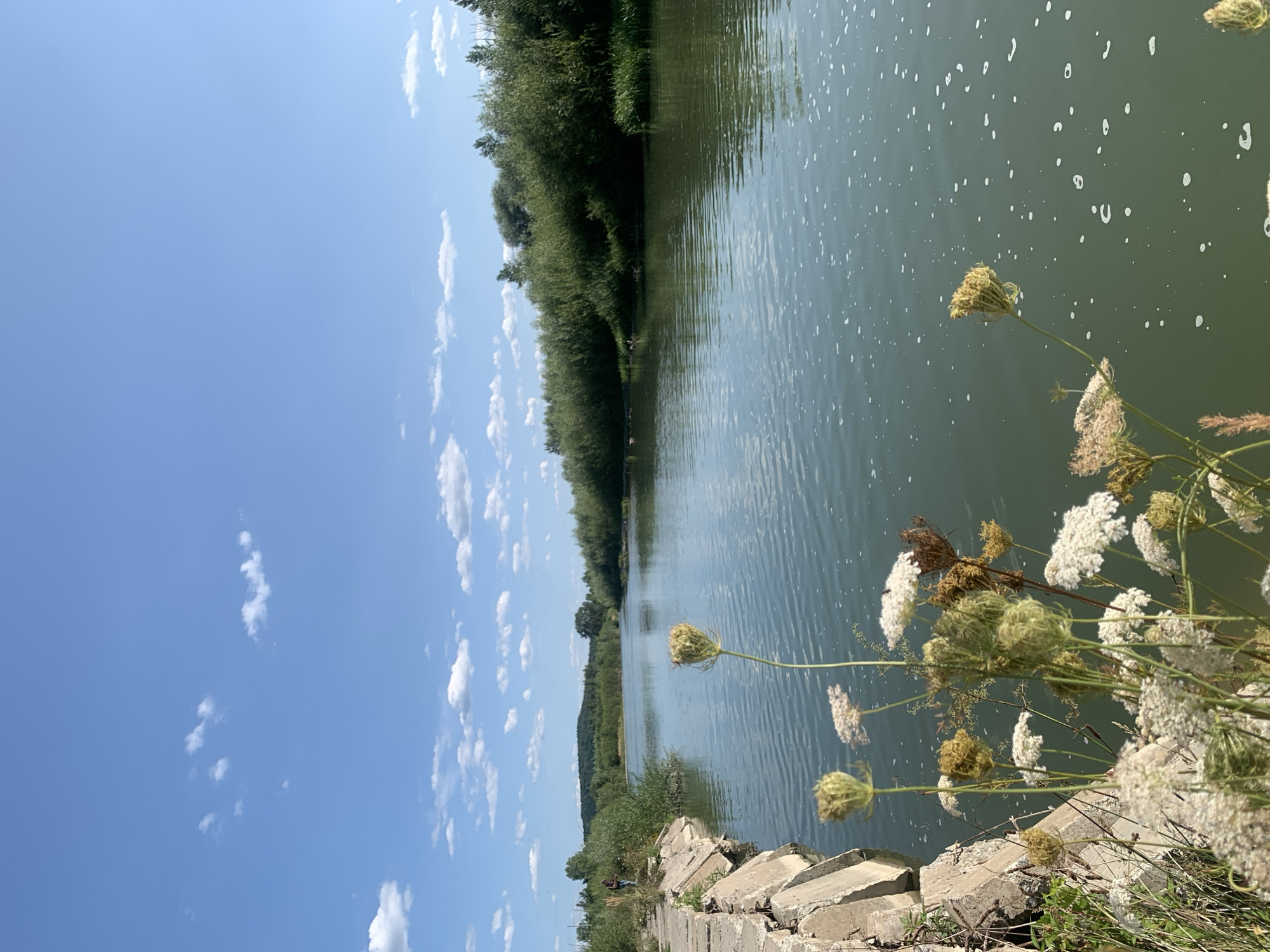 The image depicts a wide, calm river flowing through a rural landscape under a bright blue sky dotted with scattered white clouds. On the left bank, a weathered concrete embankment, composed of large, irregularly shaped blocks, extends into the frame. Wildflowers, predominantly Queen Anne's Lace with some dried seed heads and other light-colored blooms, are in the foreground, some of them obscuring parts of the embankment and the river's edge. A lone figure, appearing to be a person with a dark shirt and backpack, stands further down the embankment, facing away from the camera and towards the river. The right bank is densely lined with lush green trees and vegetation, creating a thick natural barrier. The river water itself is a greenish-blue color, with a gentle ripple pattern on its surface and small white bubbles scattered across it, suggesting a slight current or aeration. In the distance, rolling hills covered in trees form the horizon. The overall impression is one of a serene natural setting on a clear day, possibly near the village of Nyzhnii Verbizh, Ukraine, given the reference to the location.