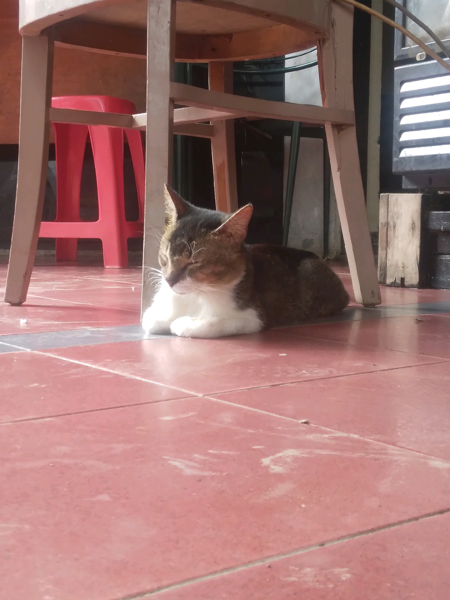 A cat is resting on a tiled floor, its body partially obscured by the legs of a chair and a red stool. The cat has brown, white, and black fur. The floor is a reddish-pink tile. The background shows parts of the chair, the red stool, a grate on a building, and some wooden planks. The scene appears to be outdoors, possibly on a patio or sidewalk, with sunlight casting shadows. The location is the city of South Jakarta, Indonesia.