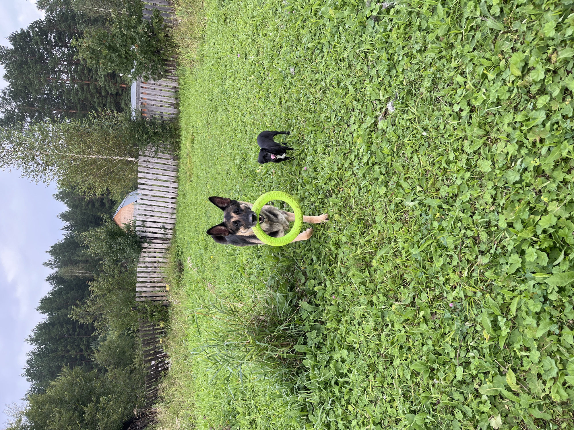 In a grassy, outdoor setting, likely a backyard, a German Shepherd dog is carrying a bright green ring toy in its mouth and is looking towards the camera. Behind it, a small black dog stands in the grass, its tongue slightly out. A weathered wooden fence runs across the background, separating the yard from a dense line of trees and a glimpse of a house with an orange roof. The sky above is overcast. The environment suggests a rural or suburban location in Nizhny Tagil, Russia.