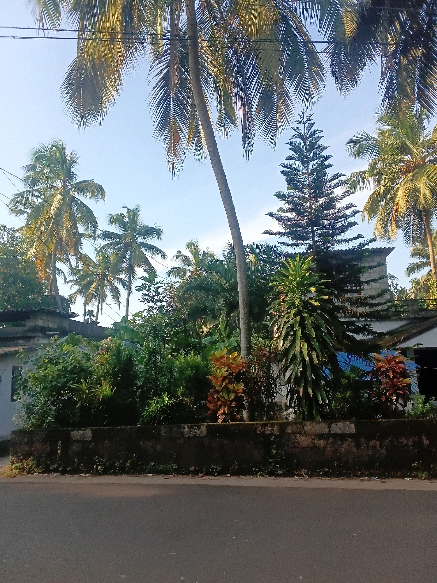 A low-angle, medium shot captures a street scene in Chalissery, India, under a bright, clear blue sky. The foreground is dominated by a paved asphalt road, with a dark, weathered stone wall running along its edge. Beyond the wall, a lush, dense garden thrives, featuring a variety of green plants, including bushes and tall, leafy plants with reddish-brown accents. Amidst the greenery, a tall, conical evergreen tree stands out, its branches layered like a Christmas tree. Behind the garden, several buildings are partially visible, constructed from concrete blocks and adorned with dark, sloped roofs. Coconut palm trees, a staple of the tropical landscape, are scattered throughout the scene, their fronds swaying gently against the sky. The overall impression is one of a tropical, residential area, bathed in natural light.