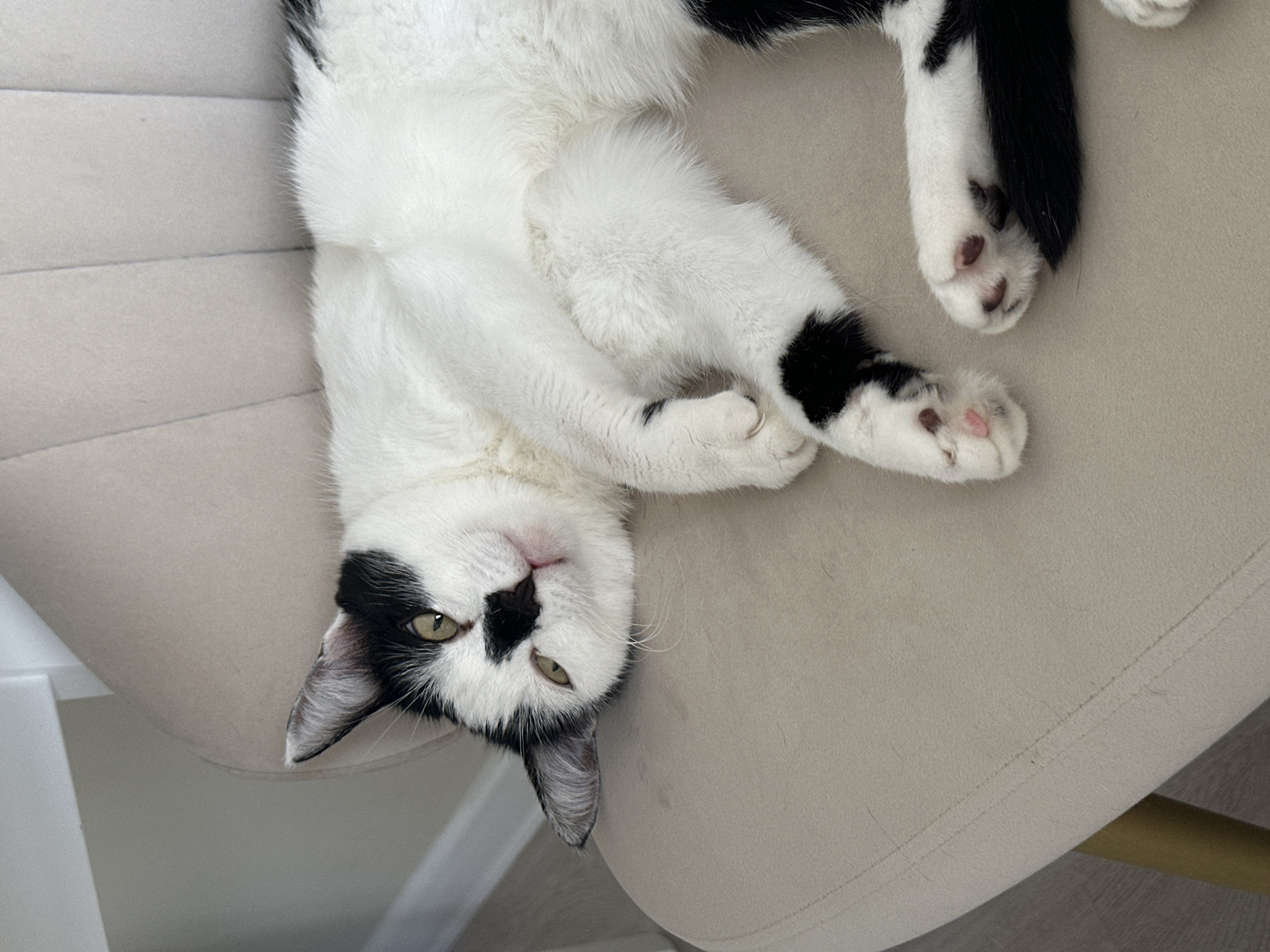 A black and white cat is lying on its side on a light beige chair. The cat is looking towards the camera with its head tilted. Its body is relaxed, with its legs extended. The cat's fur is short and soft. The chair appears to be upholstered in a fabric material. The background is out of focus, but appears to be an indoor setting with a wall and a floor. There are no people or other animals visible in the image. The location of this image in Kokshetau, Kazakhstan is unknown.