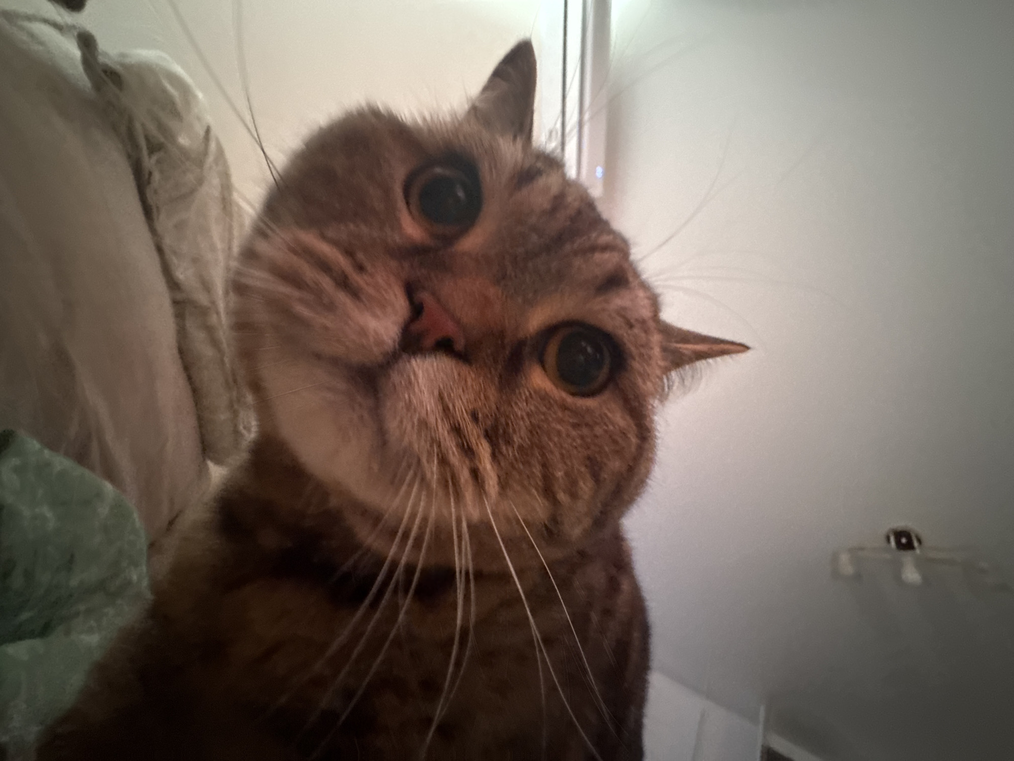 A close-up, low-angle shot captures the face of a tabby cat. The cat's head is tilted, and its large, dark eyes are wide open, looking directly at the camera. Its fur is a mix of brown and black stripes, with white whiskers fanning out from its muzzle. The cat's nose is pink, and its ears are pointed upwards. The background is out of focus, showing a soft, textured surface on the left, possibly a blanket or clothing, and a plain, light-colored wall on the right. A faint white light fixture is visible on the ceiling in the upper right corner of the frame. The lighting is soft, suggesting an indoor setting, possibly during the daytime. The cat appears curious or inquisitive. No text is visible in the image. The location context is Mikhaylovsk, Russia.