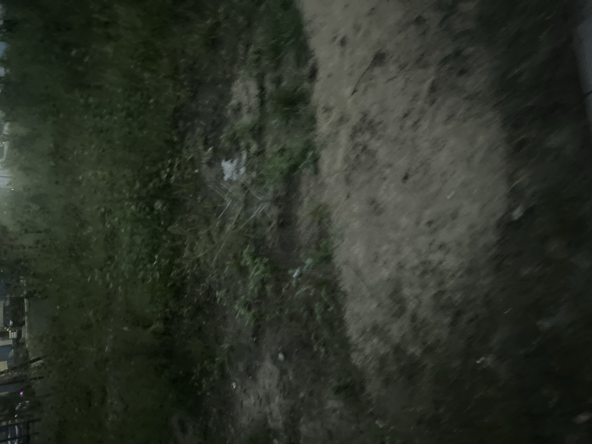The image depicts an outdoor scene, possibly a roadside or embankment, in Surgut, Russia. The foreground is dominated by a blurred area of sandy or dirt ground, with some dry grass and debris. In the middle ground, there is an area of dense green vegetation, appearing somewhat overgrown, with patches of bare earth and scattered litter, including a white plastic bag. The background shows more vegetation and faint shapes of buildings and vehicles, suggesting an urban or semi-urban environment. The lighting is low, indicating it might be dusk, dawn, or an overcast day. No people are visible in the image.