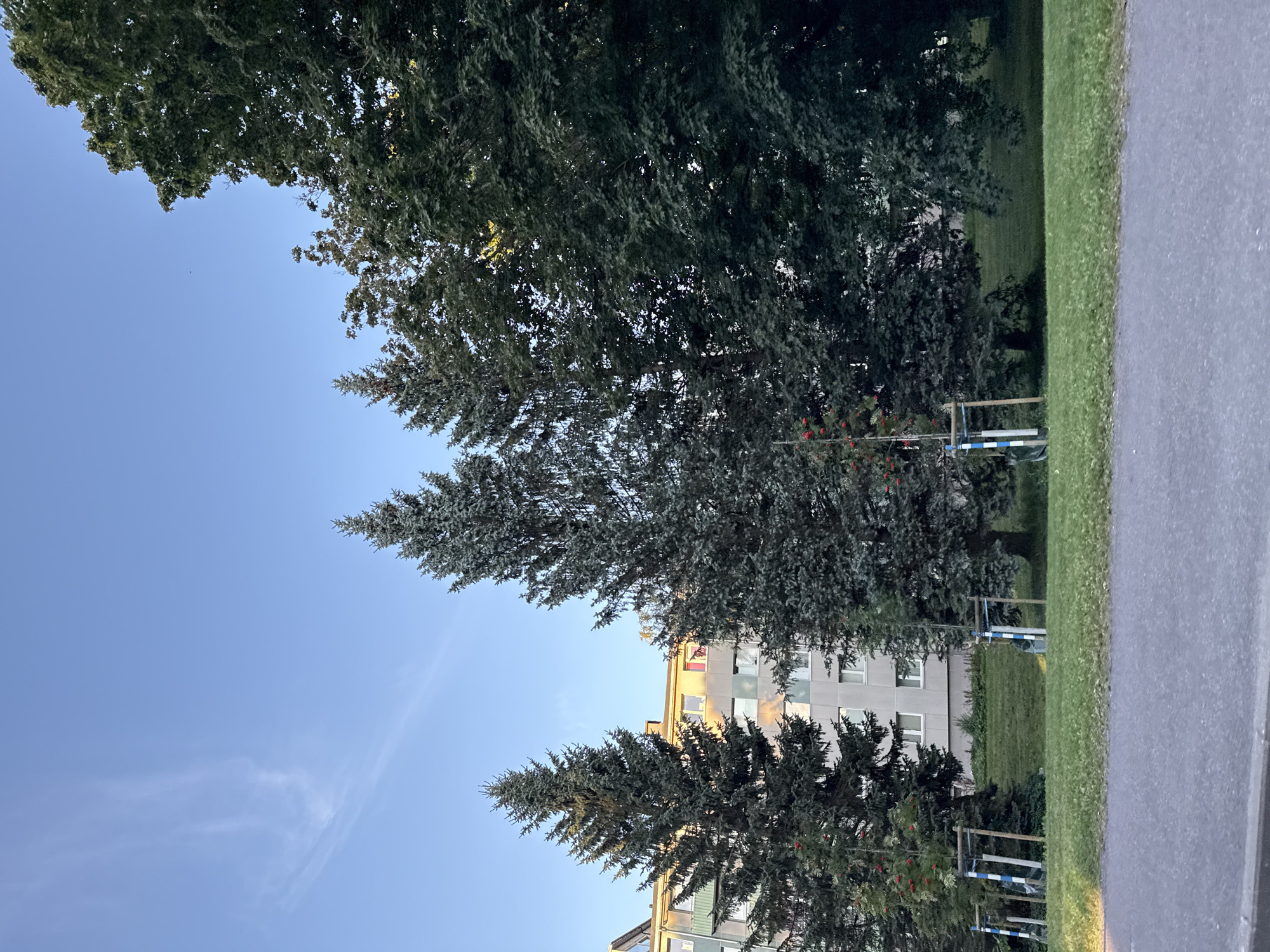 The image depicts an outdoor scene on a clear day with a bright blue sky. In the foreground, a grey asphalt road is visible. Behind the road is a well-maintained green lawn. Several evergreen trees of varying heights are prominent, with the tallest ones on the right side of the frame. The trees have dense foliage. In the background, a multi-story building with a light-colored facade and visible windows stands behind the trees. Some of the windows reflect the sunlight. Several young trees, supported by wooden stakes and blue and white striped markers, are scattered throughout the grassy area. Red berries are visible on some of the smaller trees. The scene appears to be in a residential area of Tallinn, Estonia.