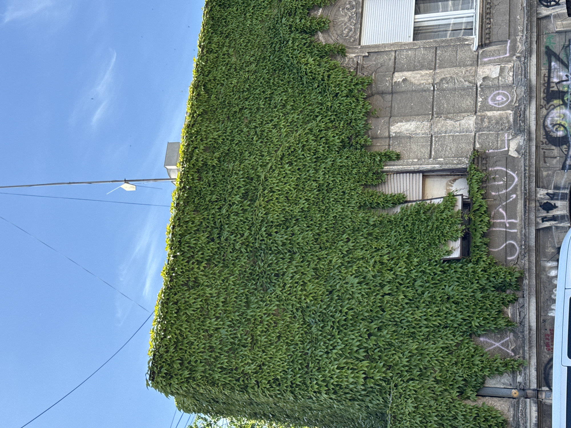 An eye-level, outdoor shot captures the side of a building largely covered in ivy, located in Belgrade, Serbia. The structure is made of gray concrete, with portions obscured by dense green foliage. Two windows are partially visible. Graffiti marks the building's right side, near the edge of the ivy. The sky is blue with some wispy clouds. A street lamp extends into the scene from the left. A vehicle is cropped on the right, suggesting a street location.