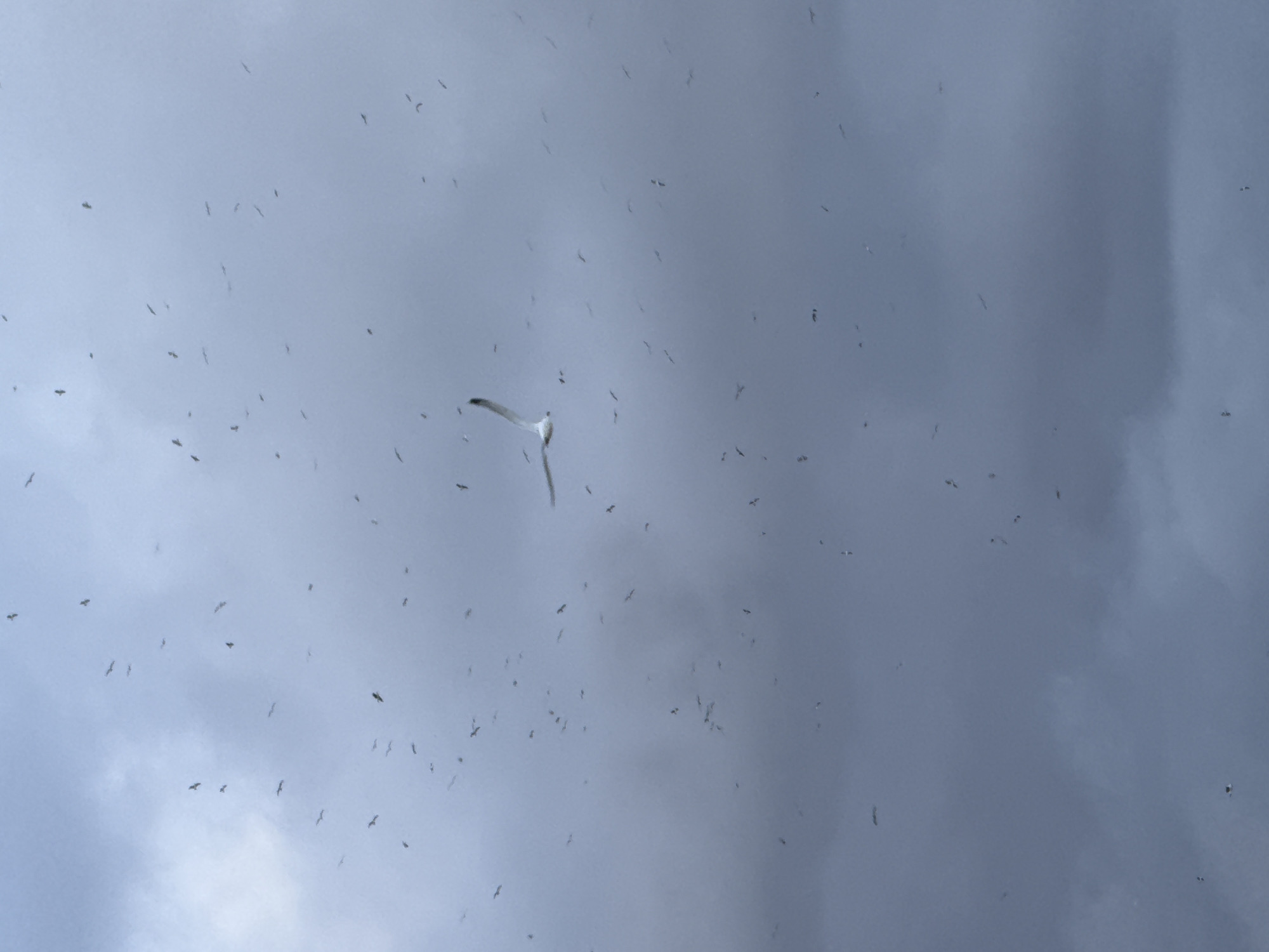 A vast multitude of birds is captured in flight against an overcast, light grey sky over Barcelona, Spain. In the upper-mid right section of the frame, a distinct white and grey seagull is prominently featured, gliding with its wings fully extended. Scattered across the entire visible sky are hundreds of smaller, dark avian silhouettes, indicative of a large flock. The sky exhibits varying tones of grey, consistent with an overcast weather condition. No human subjects, man-made objects, or specific environmental landmarks other than the sky and birds are visible.